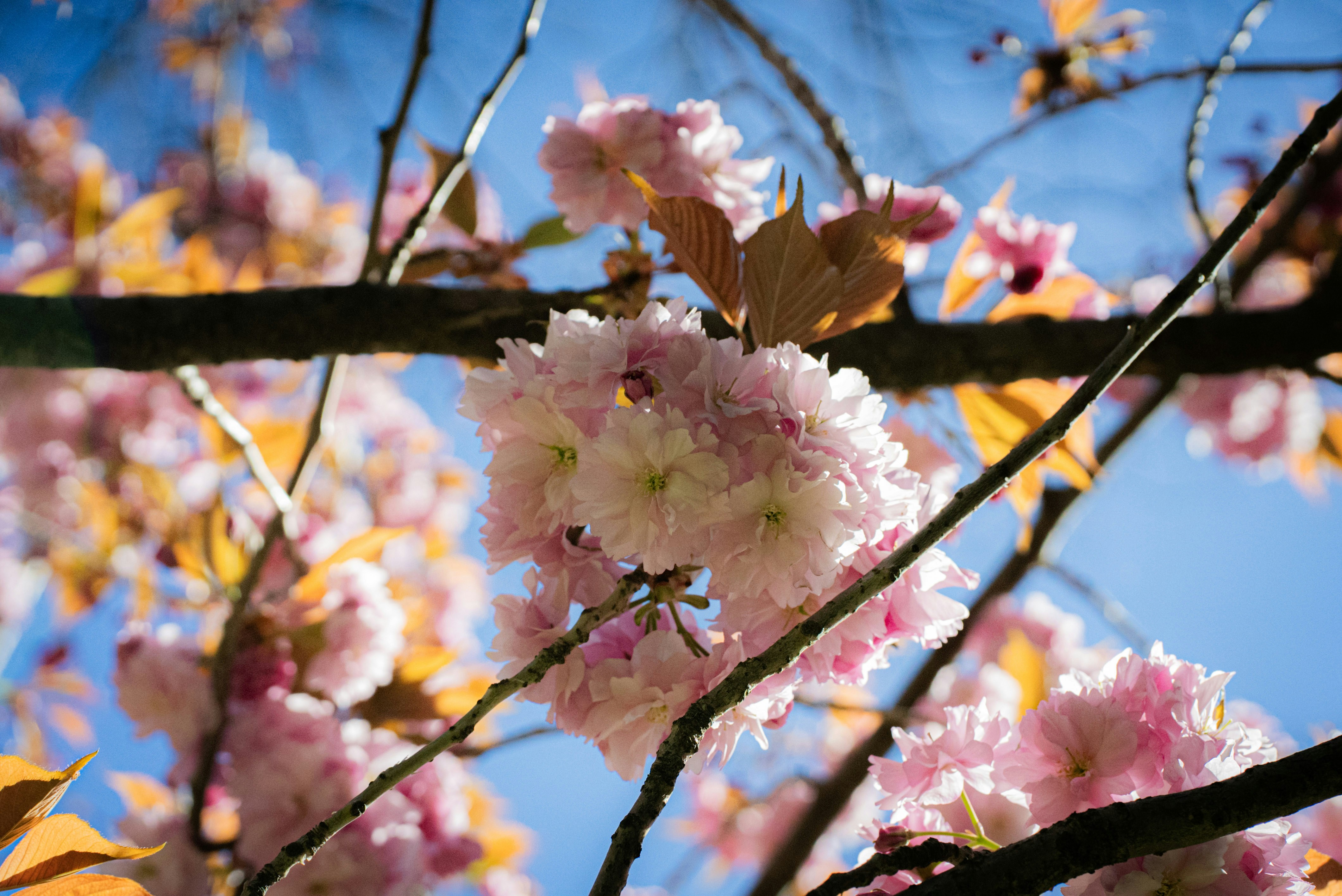 Photo by mihaela_claudia_p