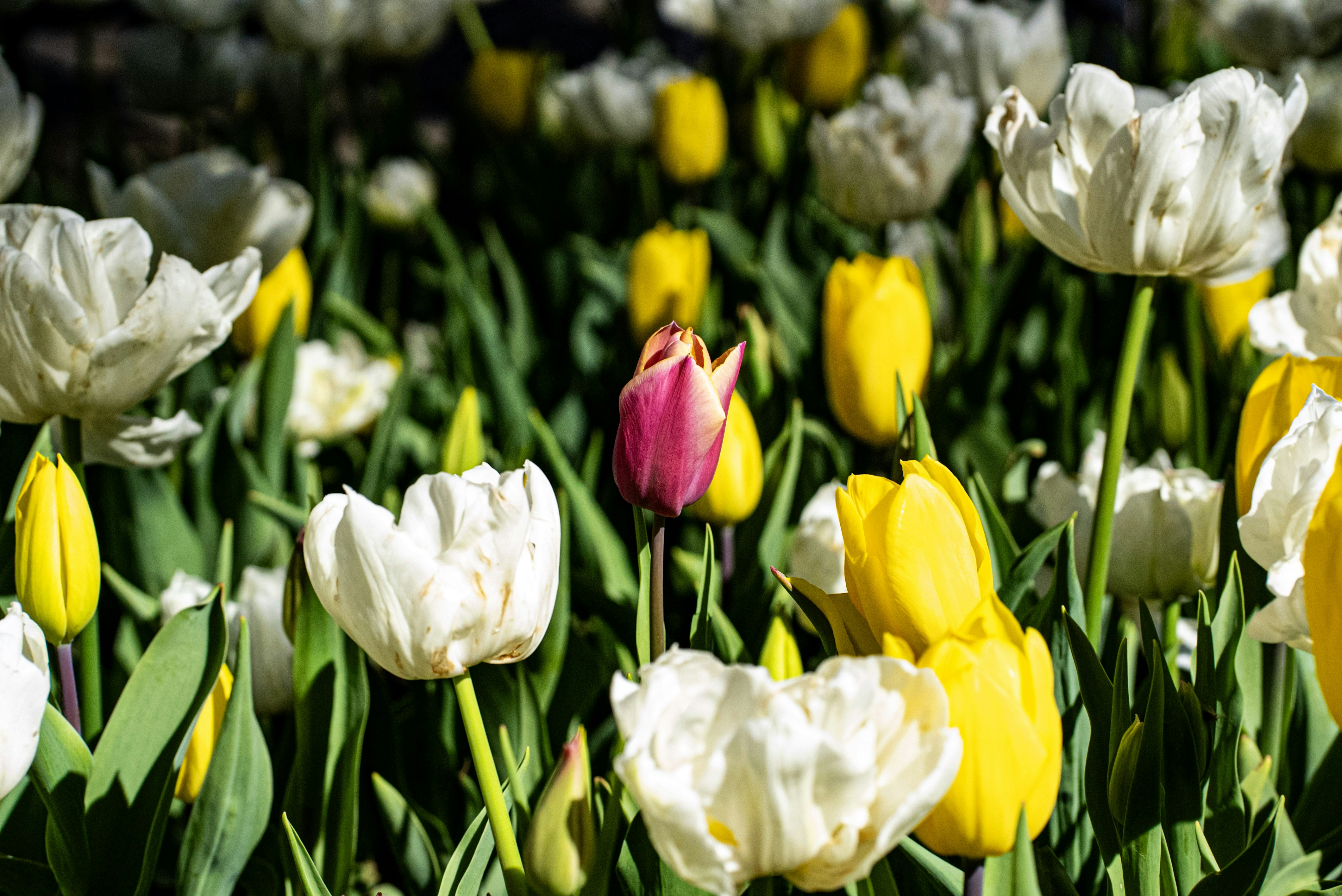 Photo by mihaela_claudia_p