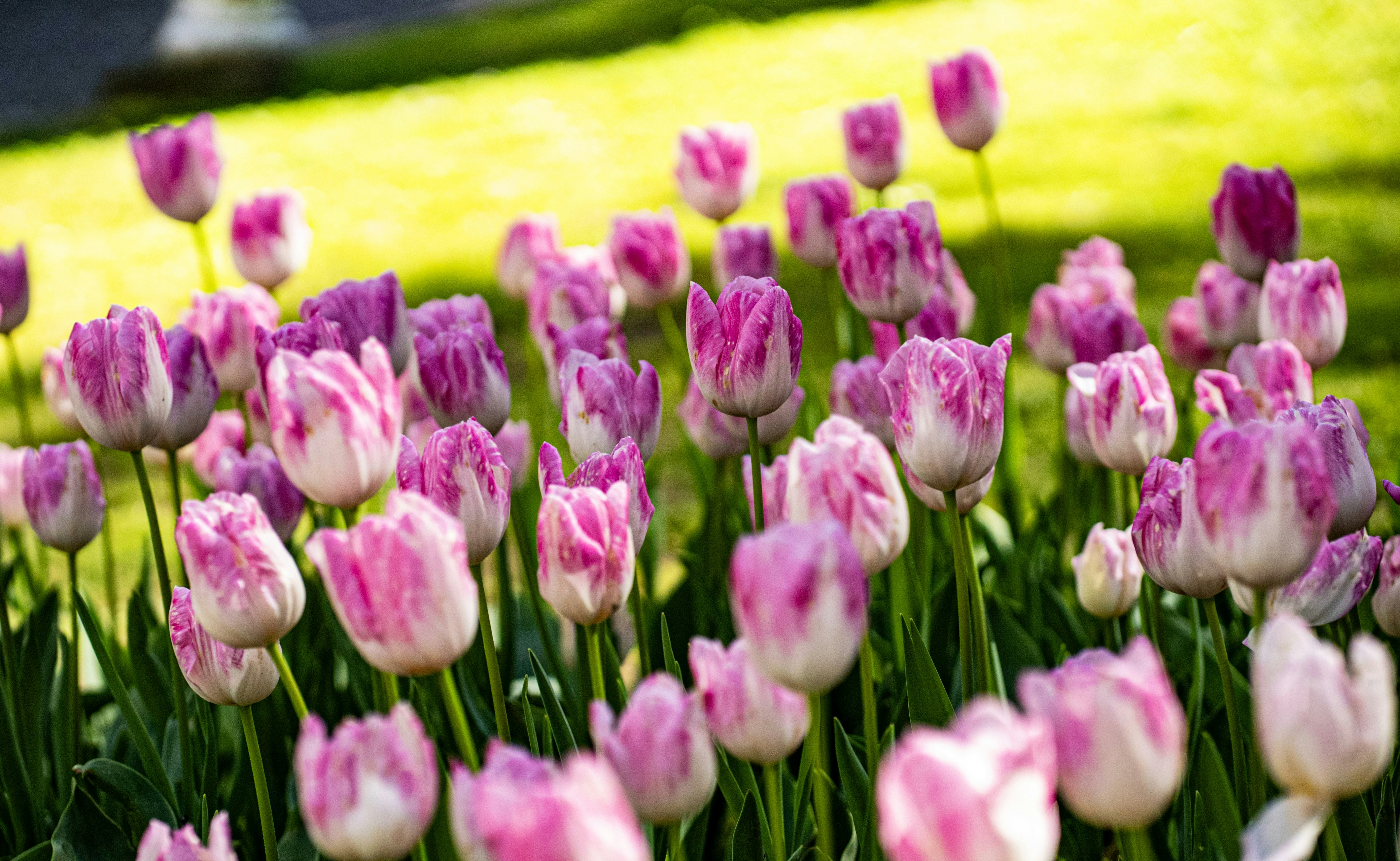 Photo by mihaela_claudia_p