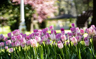 Beautiful pink tulips bloom in the garden.