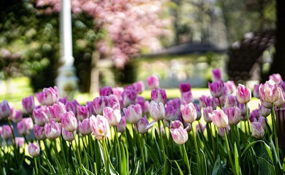 Beautiful pink tulips bloom in the garden.