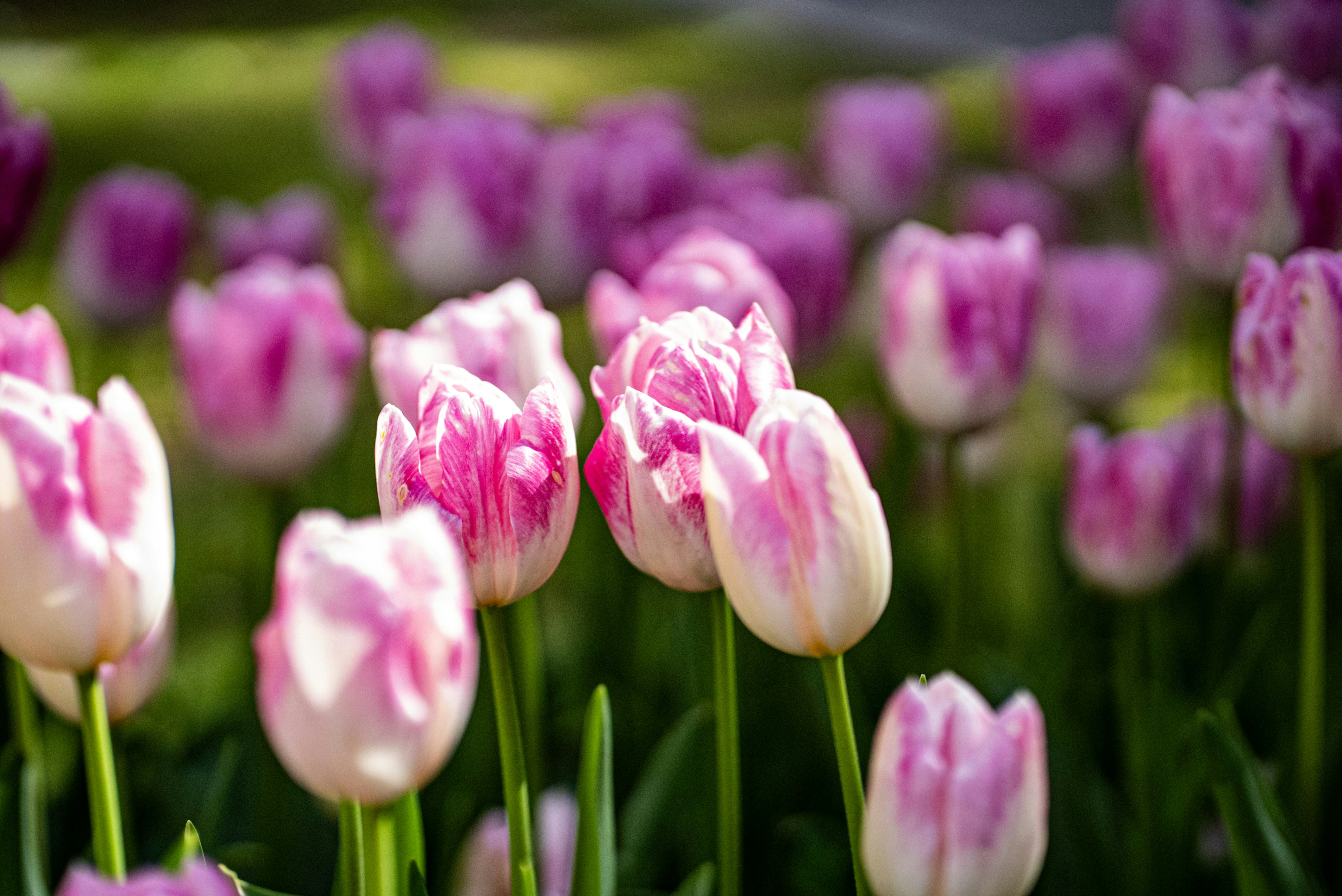 Photo by mihaela_claudia_p