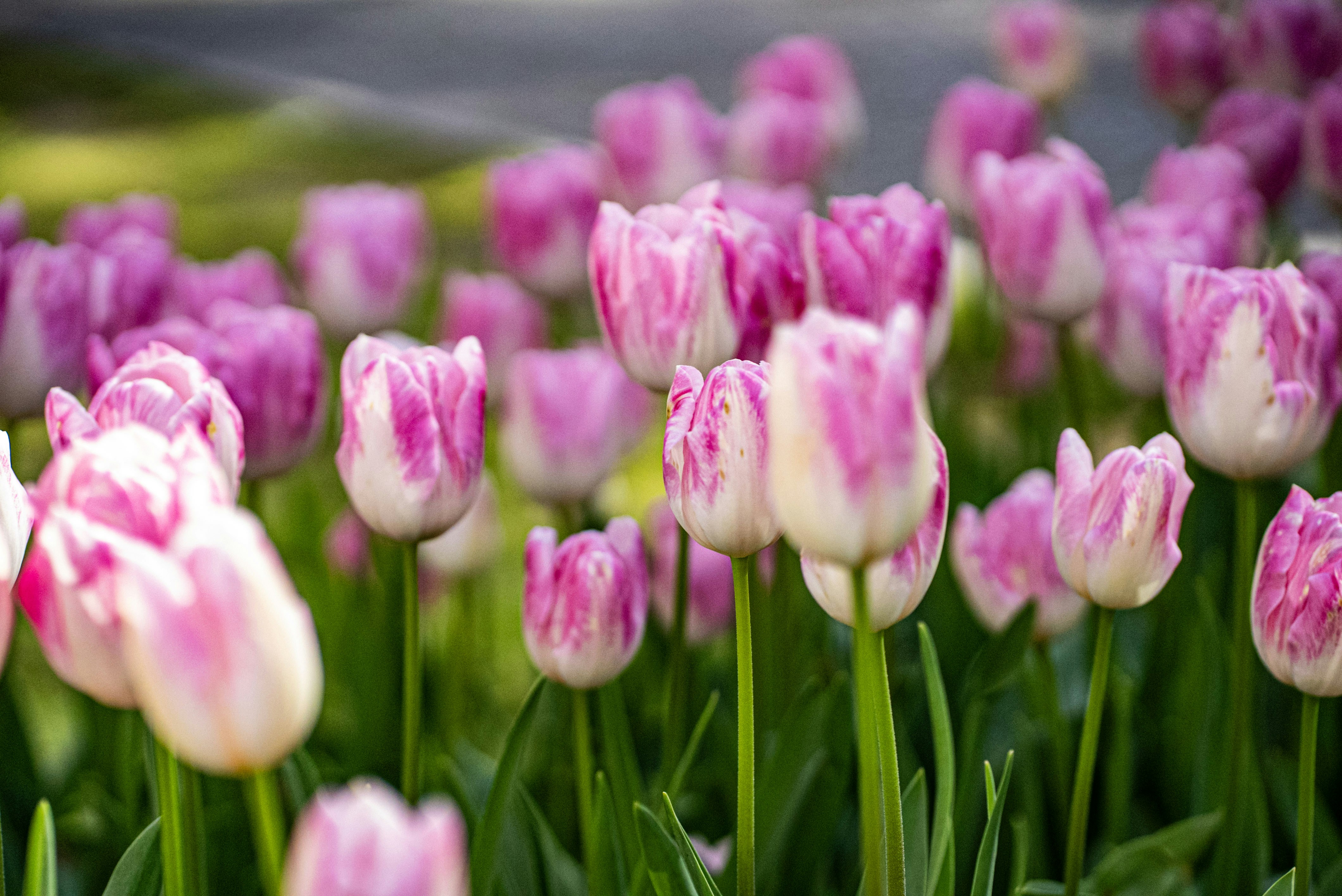 Photo by mihaela_claudia_p