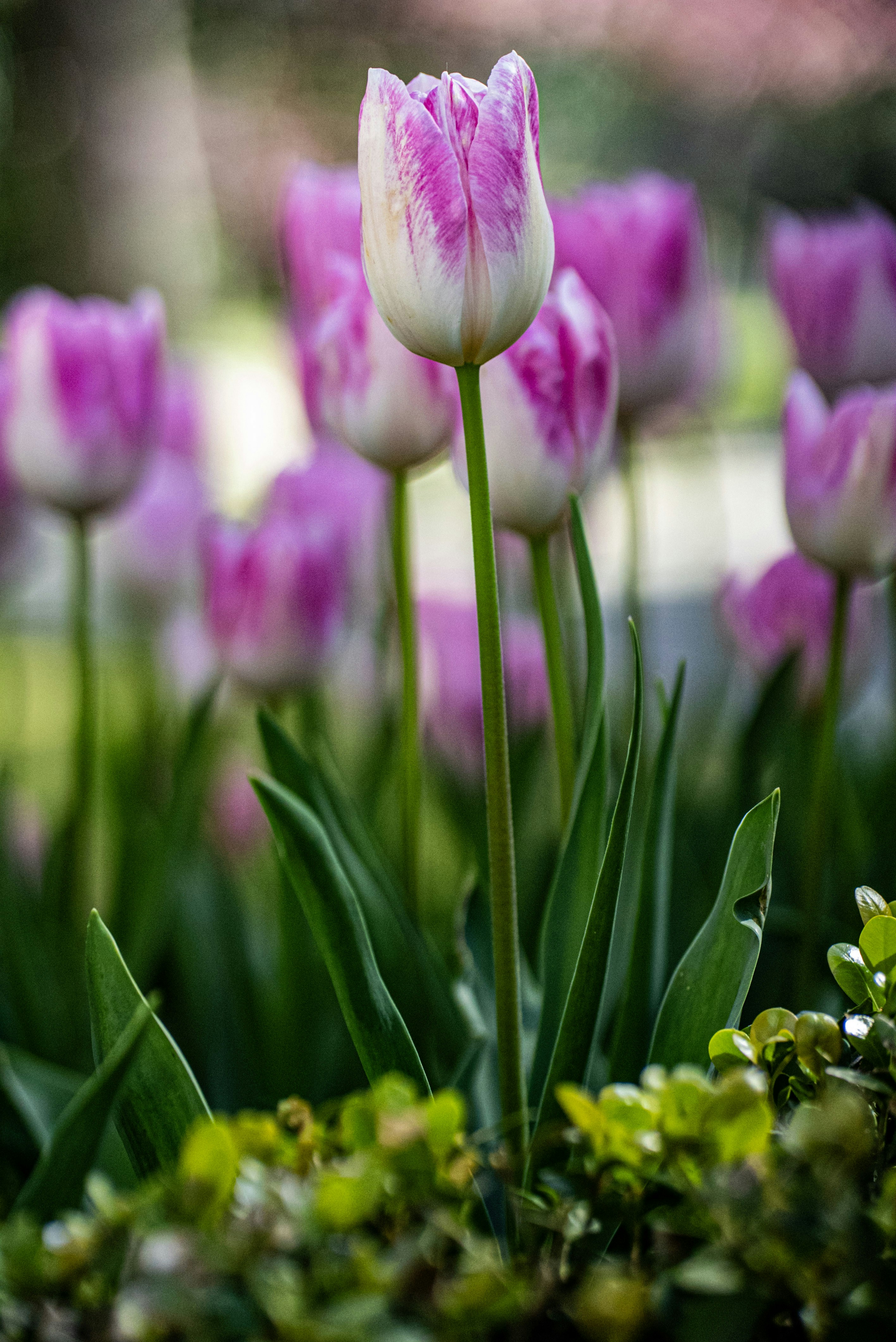 Photo by mihaela_claudia_p