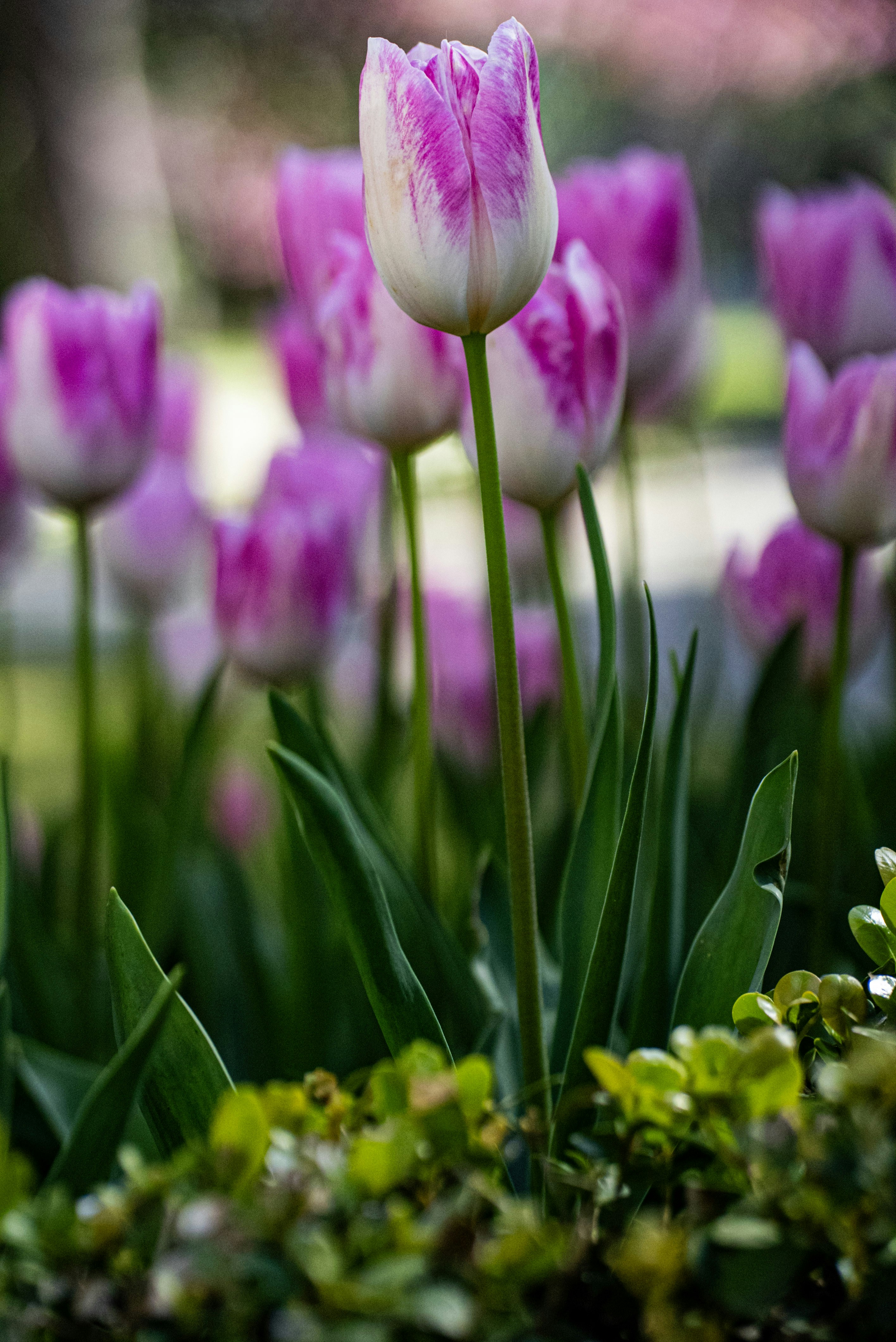 Photo by mihaela_claudia_p