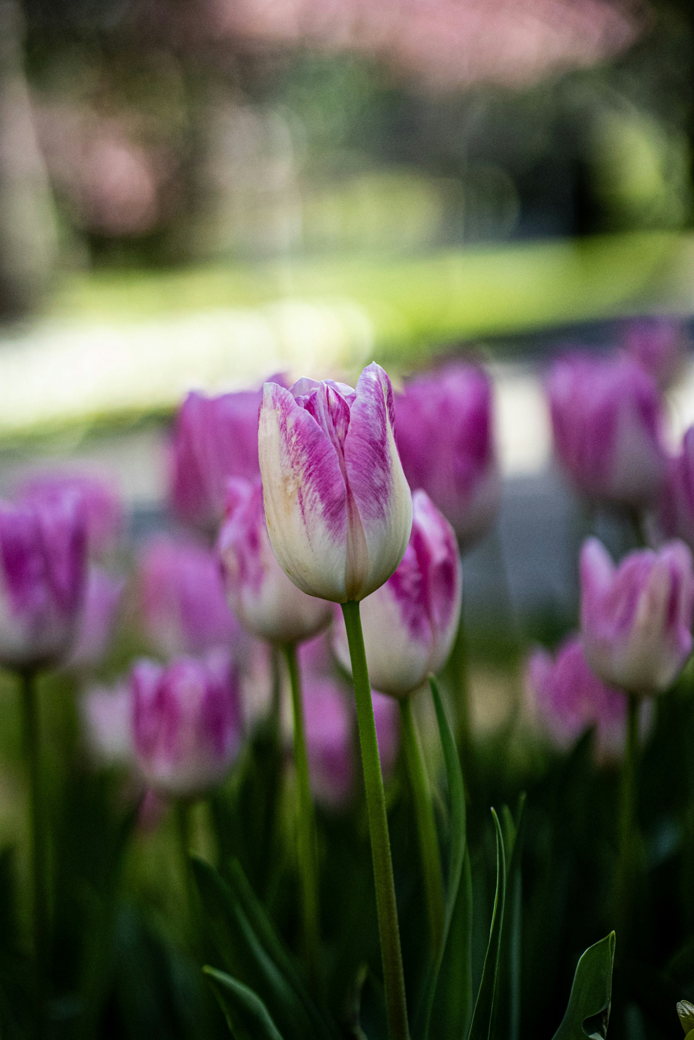 Photo by mihaela_claudia_p