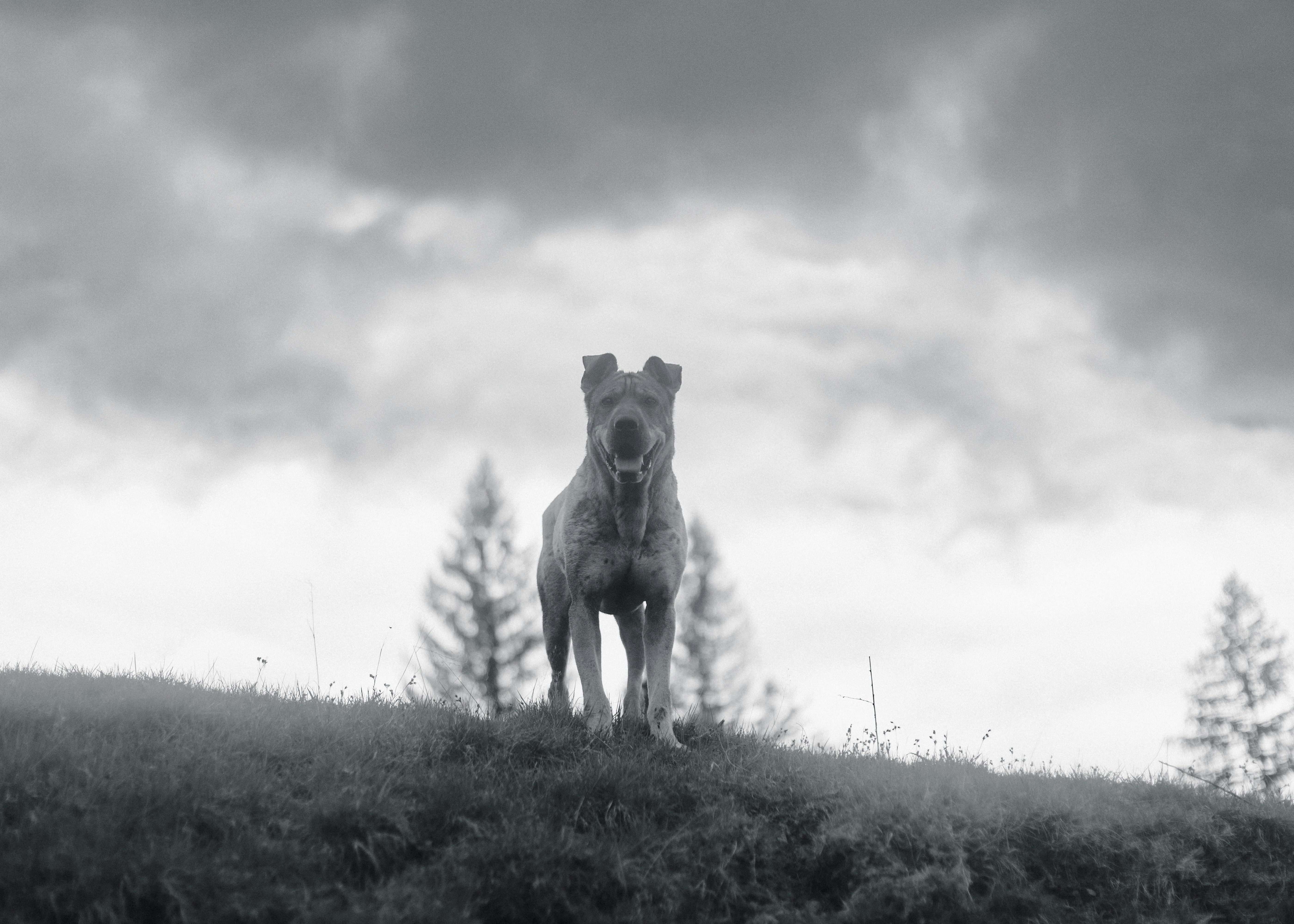 Thunderstorm Anxiety