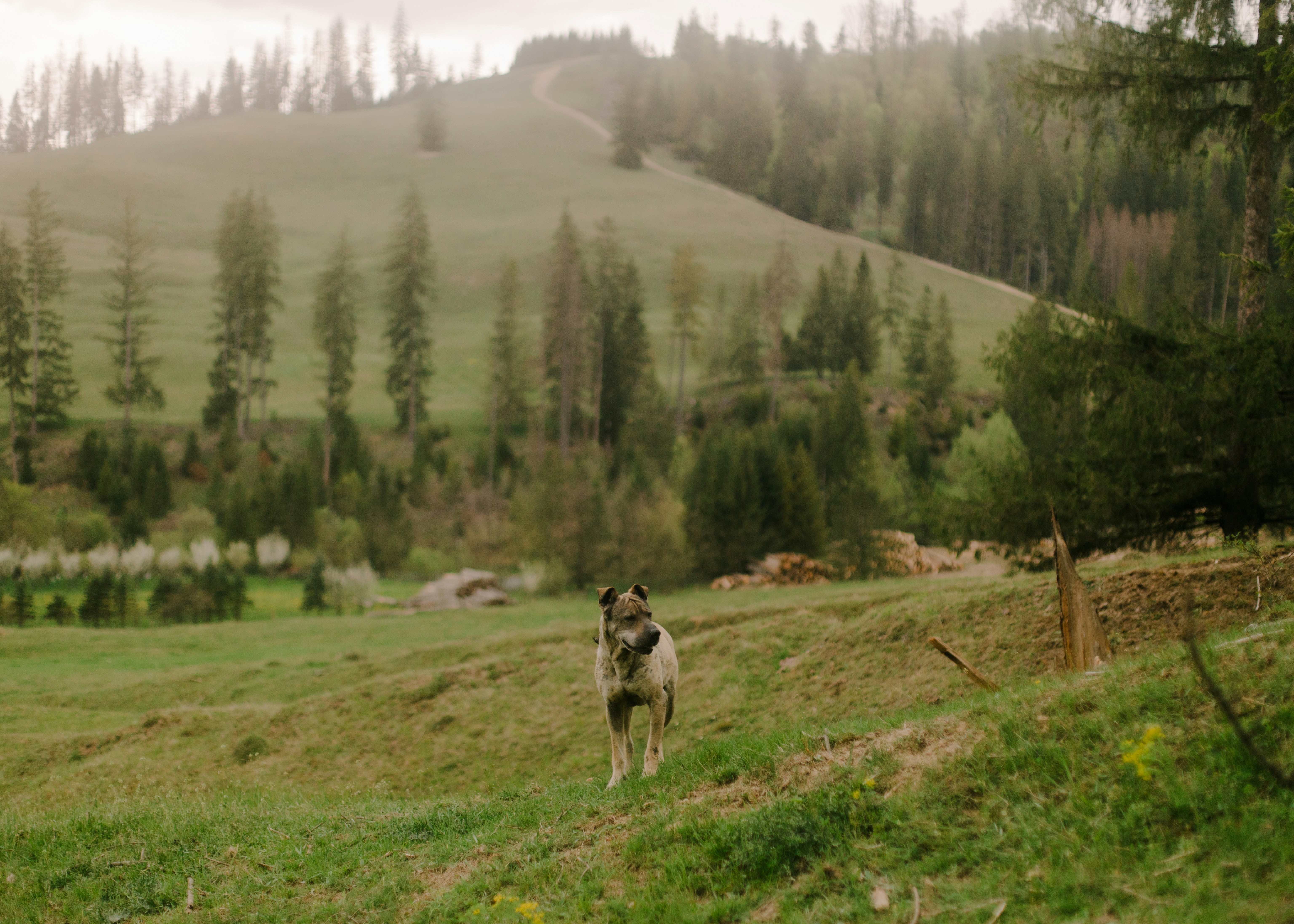 A dog stands in a grassy field.