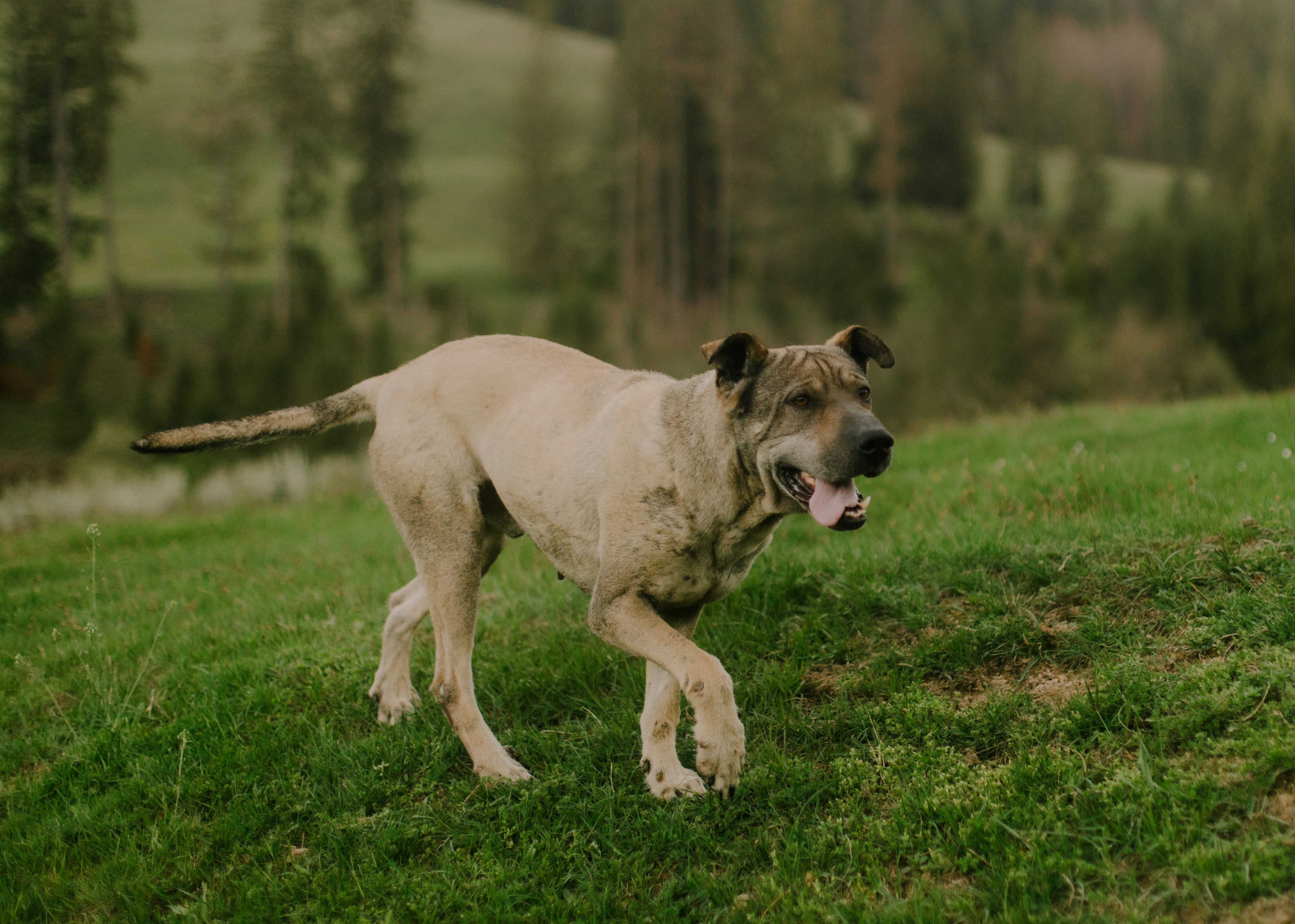 Chanel Limits Purchases Of Hottest Purses