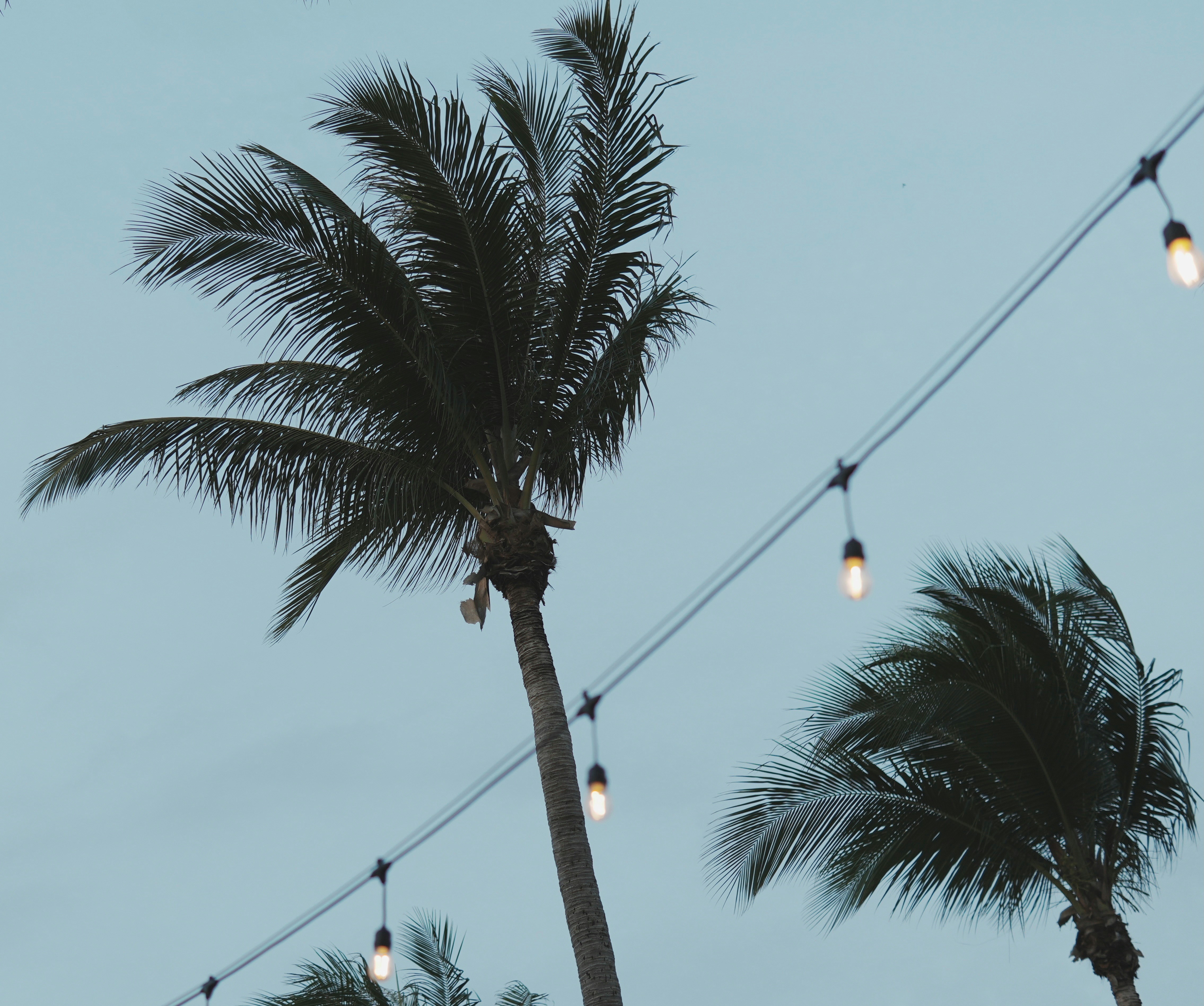 Palm trees are next to hanging lights