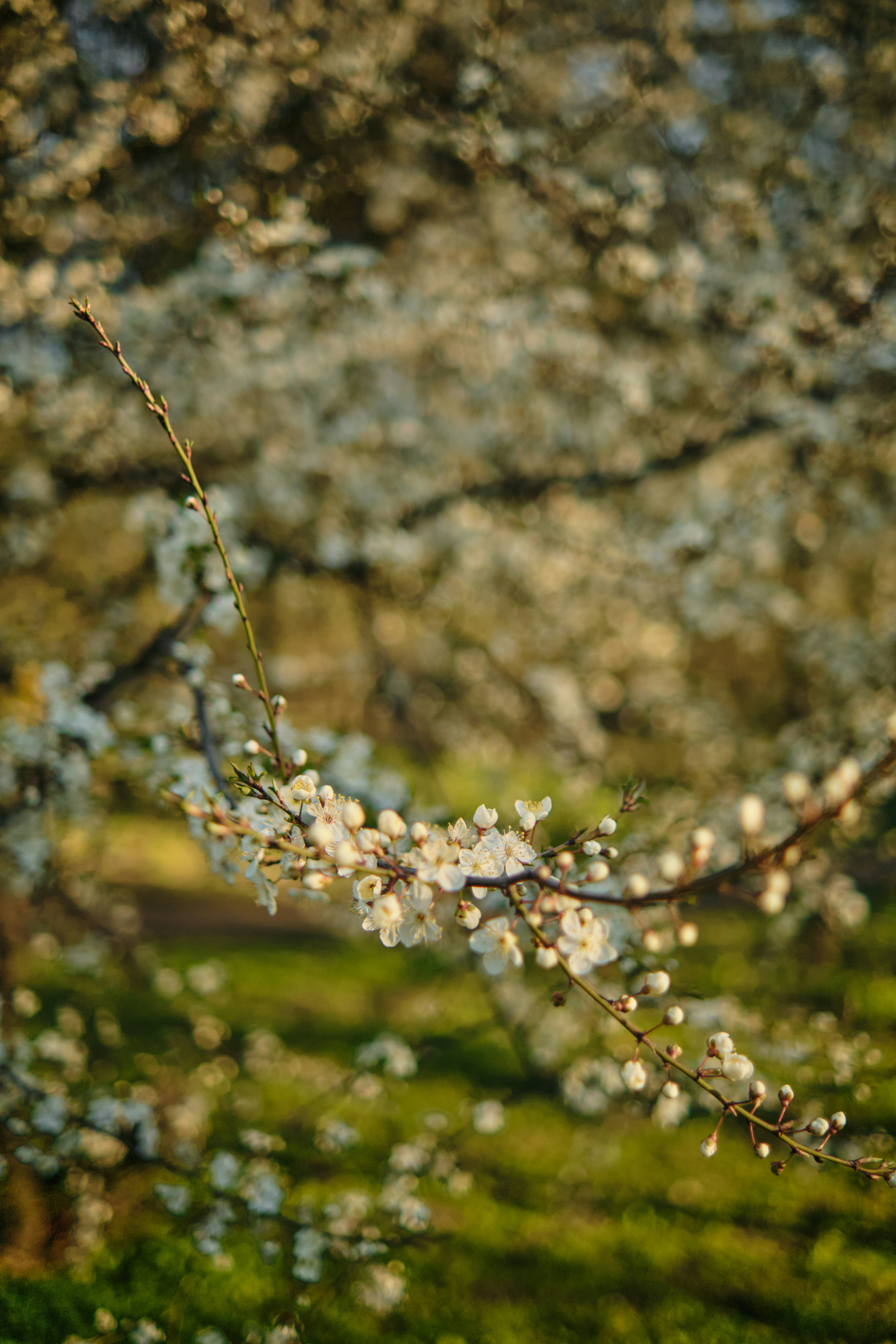 Photo by tobolenkoph