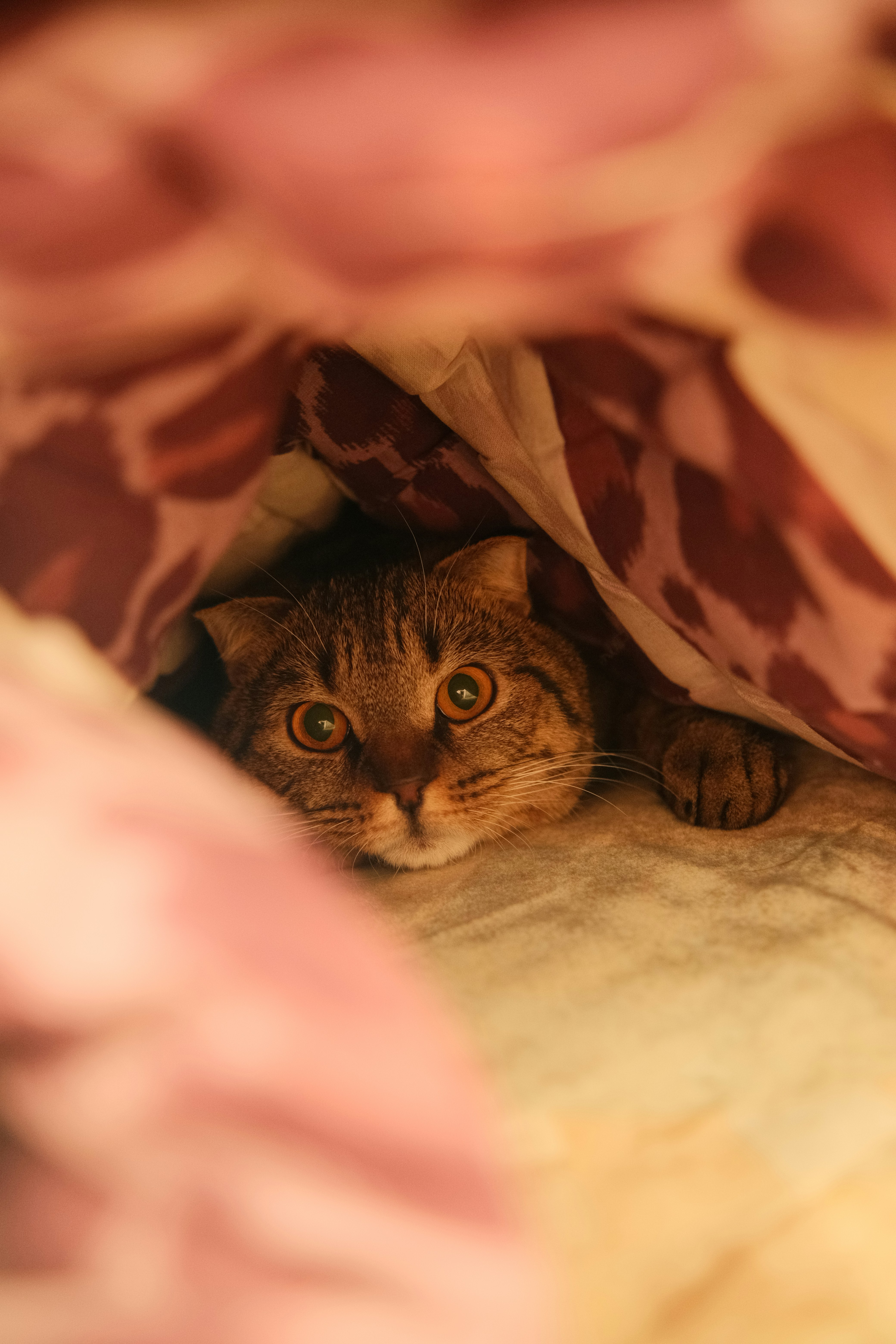 13. Cozy Hiding Spots Offer Comfort (image credits: unsplash)