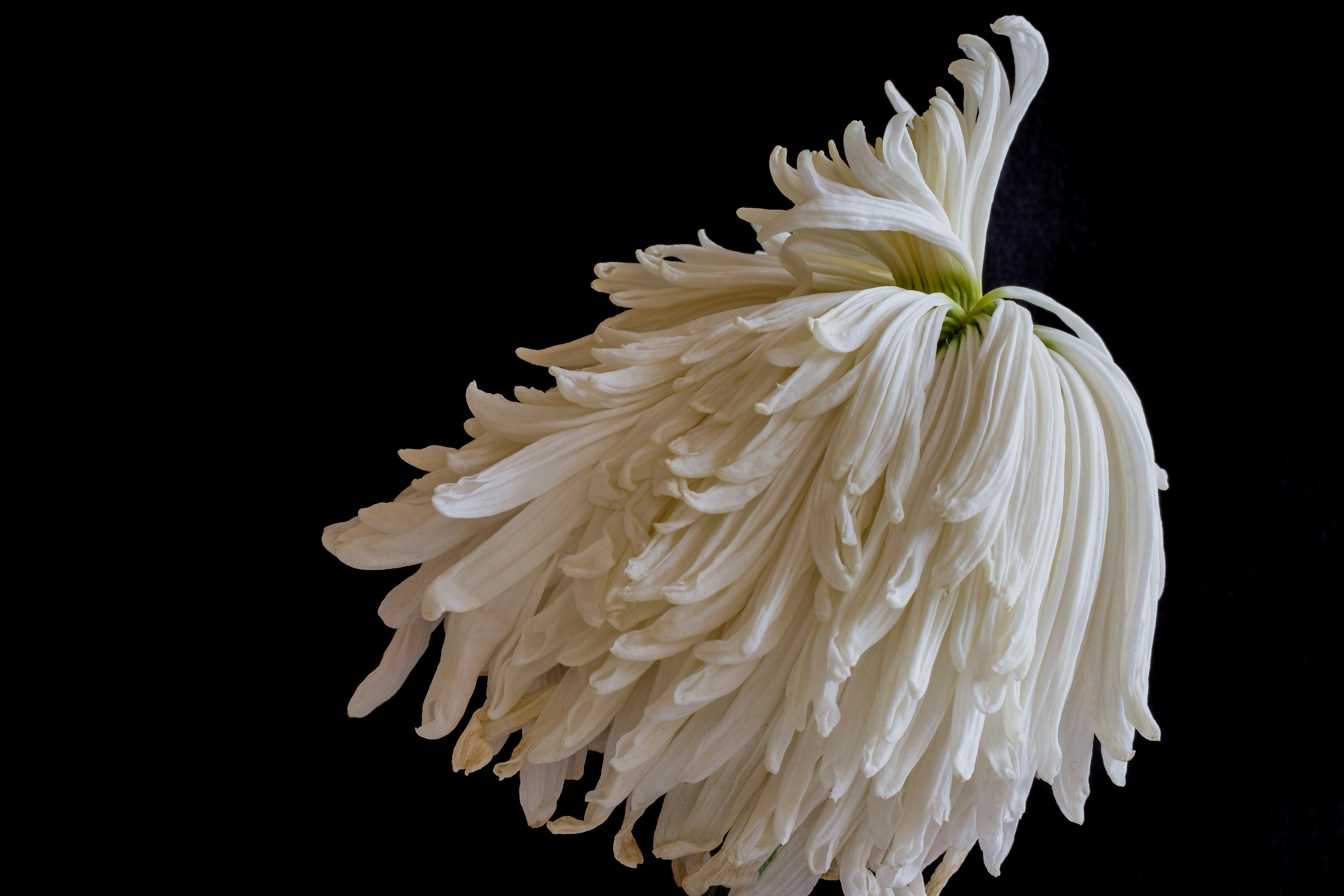 Eine weiße Blume hebt sich von der schwarzen ab.