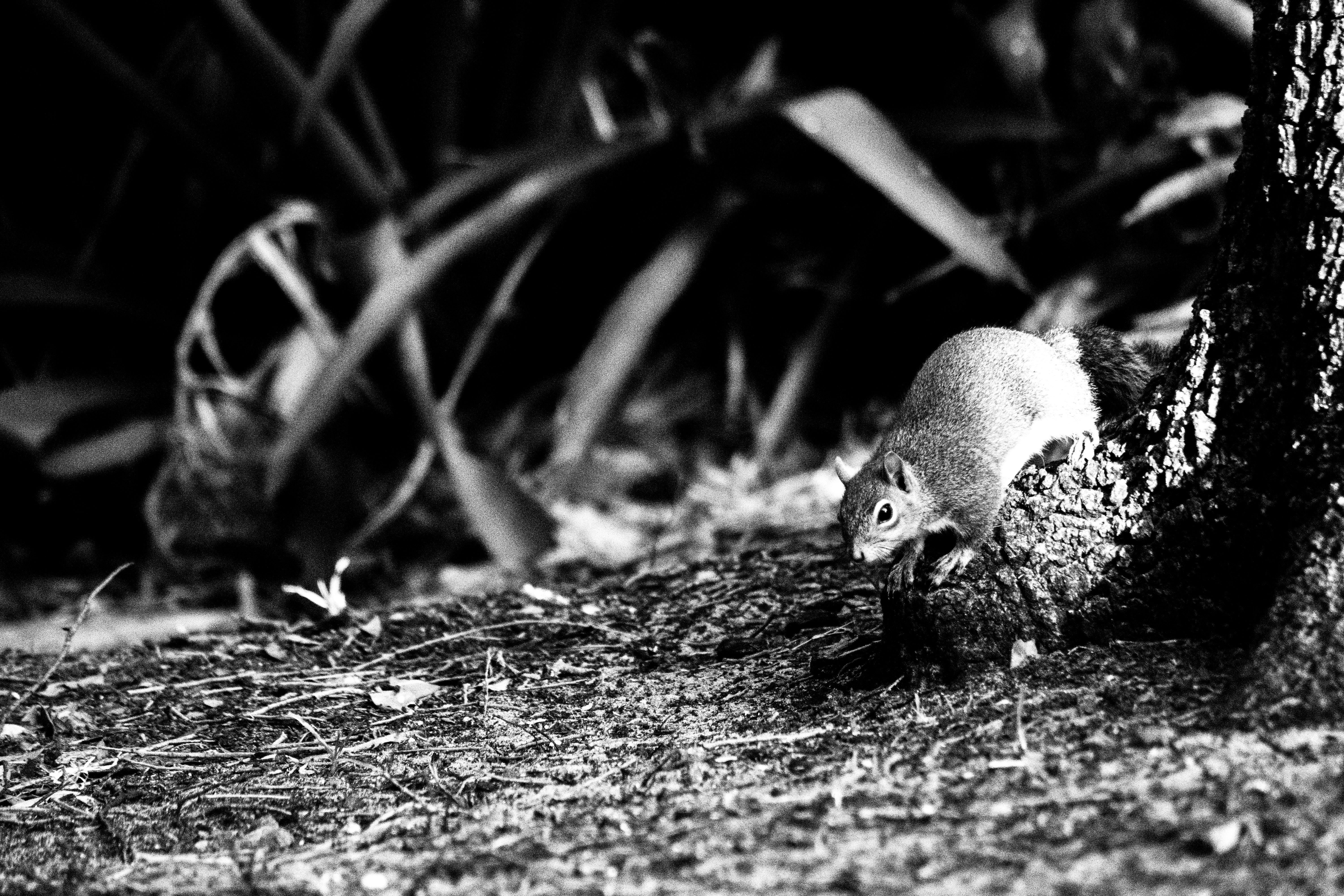 Photo by bonafidegraphix