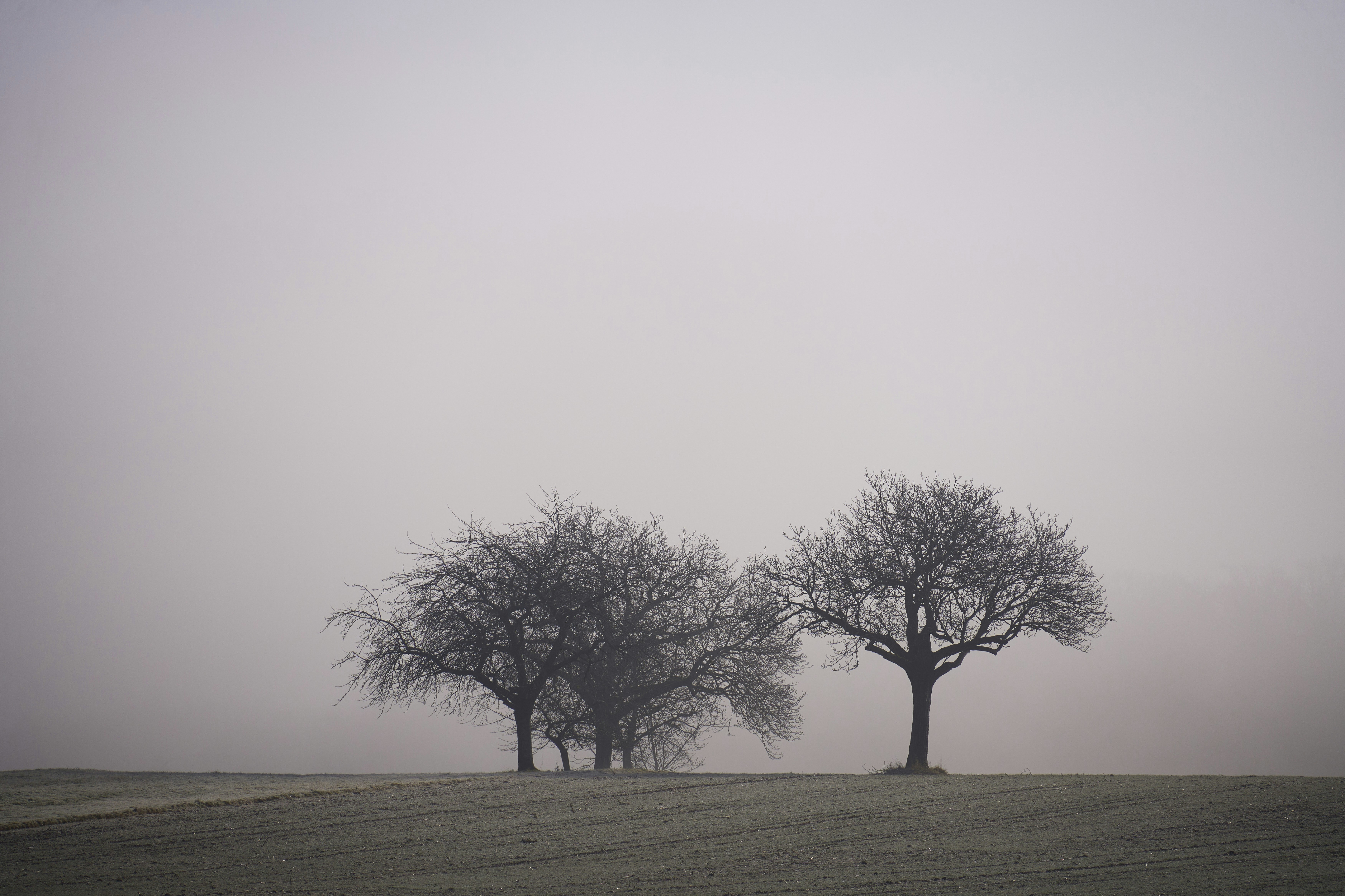 Photo by wolfgang_hasselmann