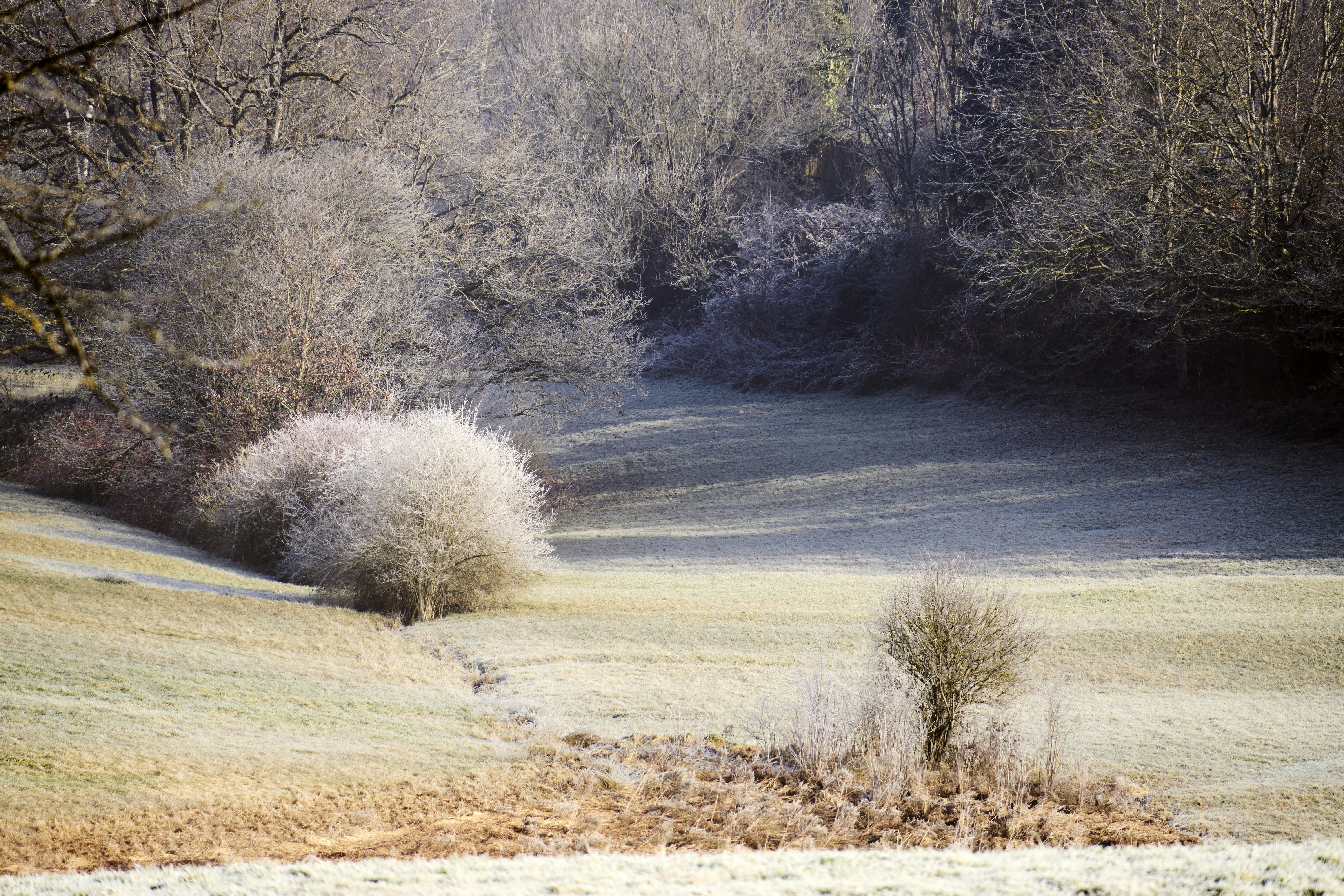 Photo by wolfgang_hasselmann