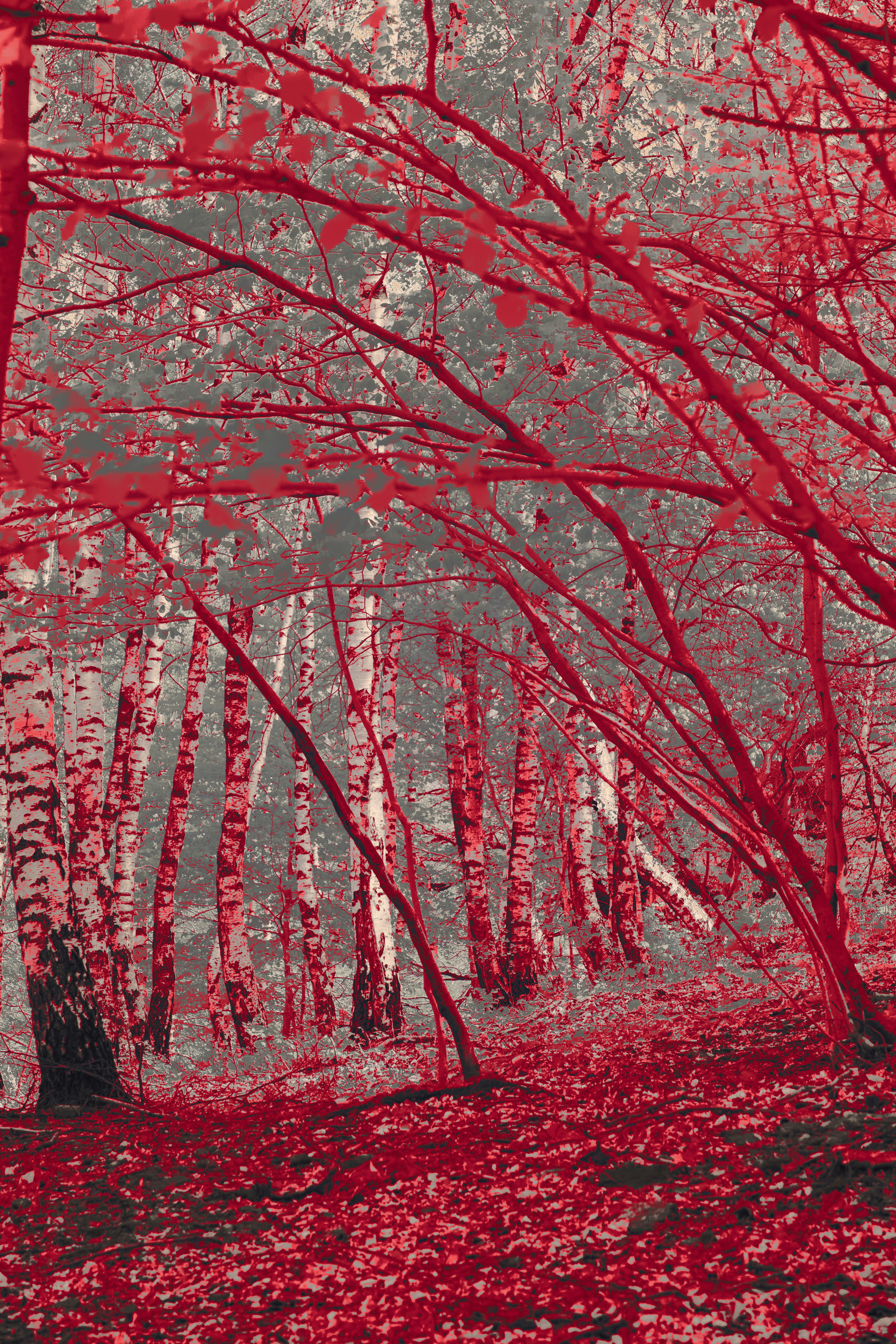 Photo by wolfgang_hasselmann