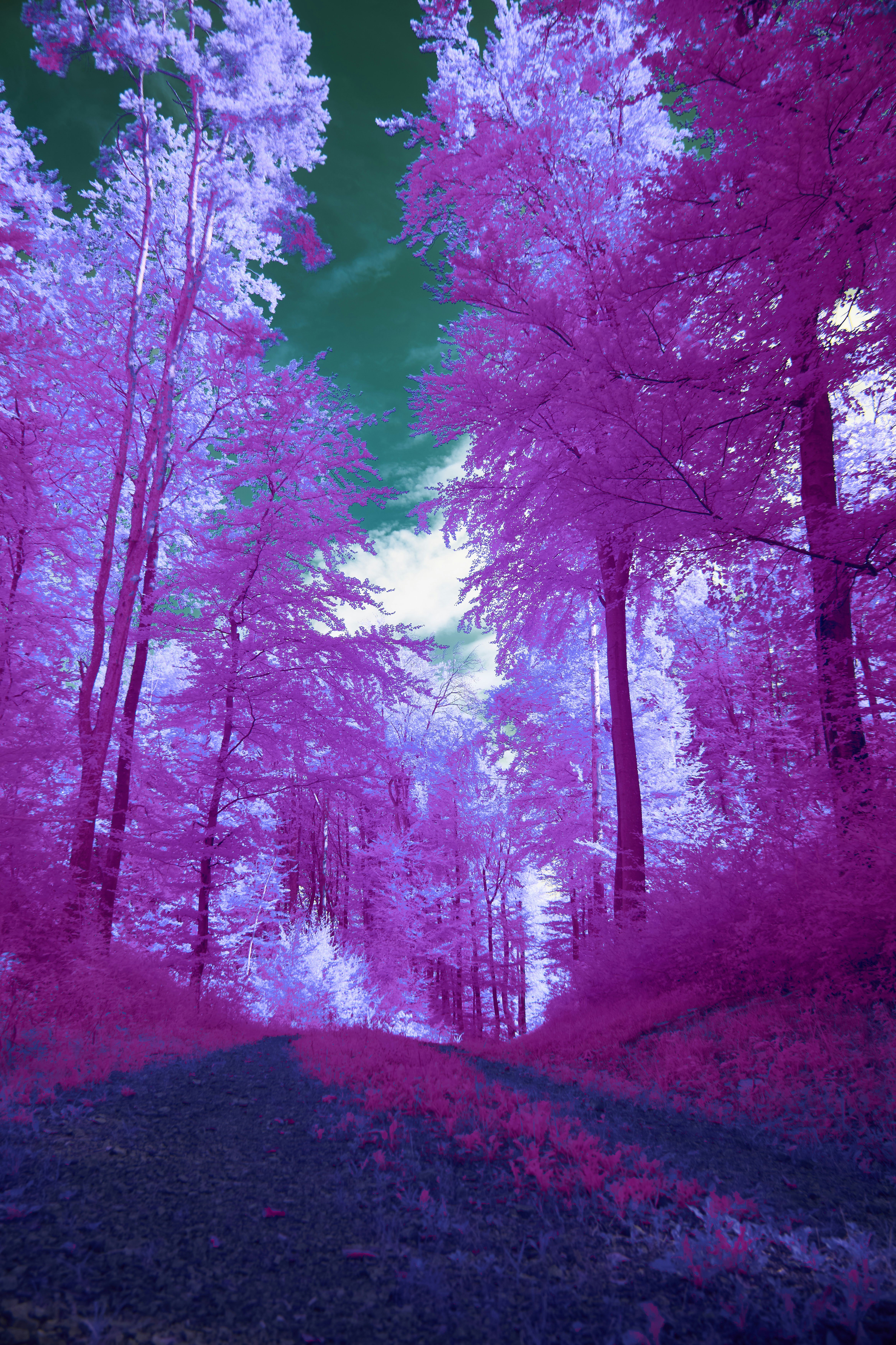 Photo by wolfgang_hasselmann