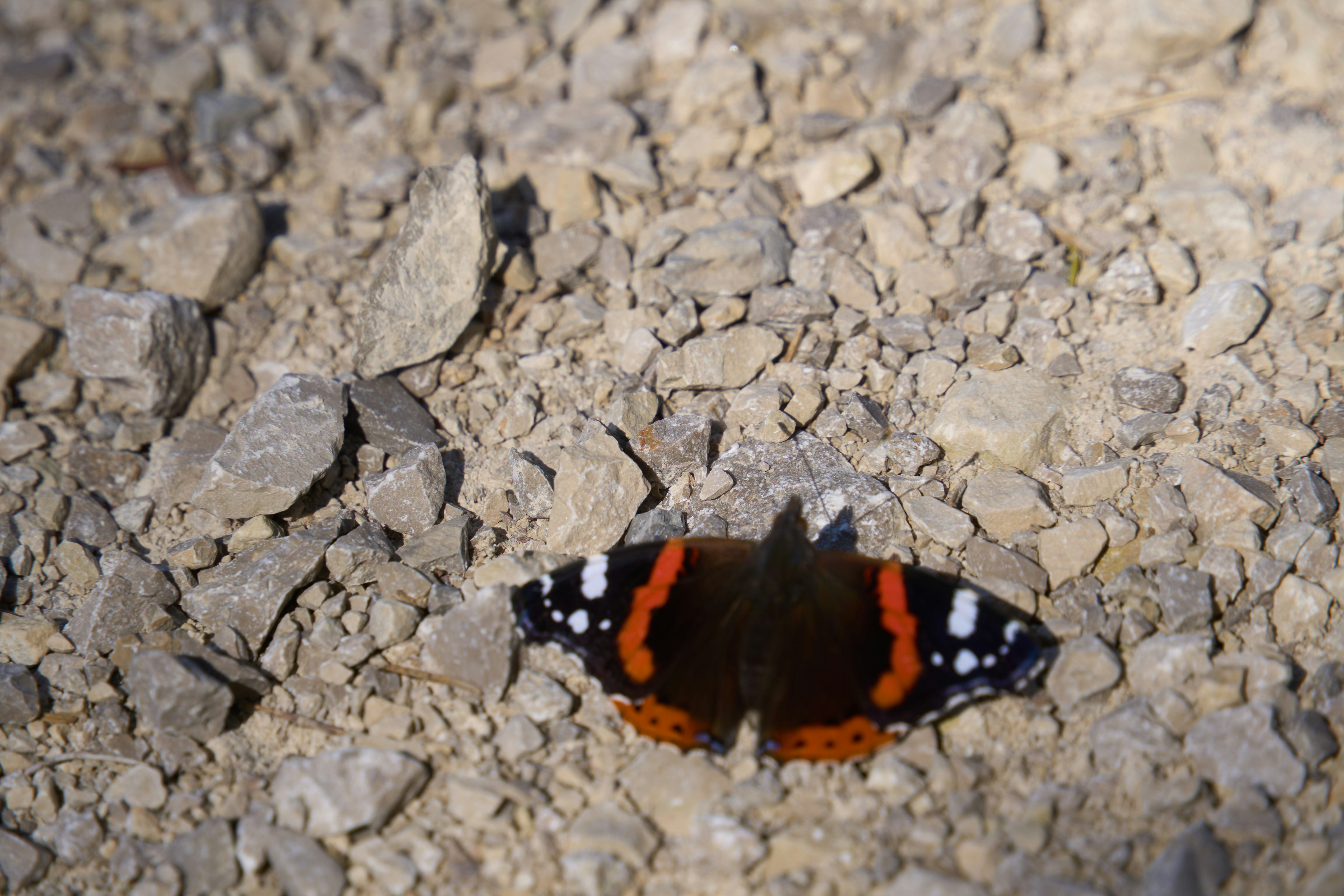 Photo by wolfgang_hasselmann