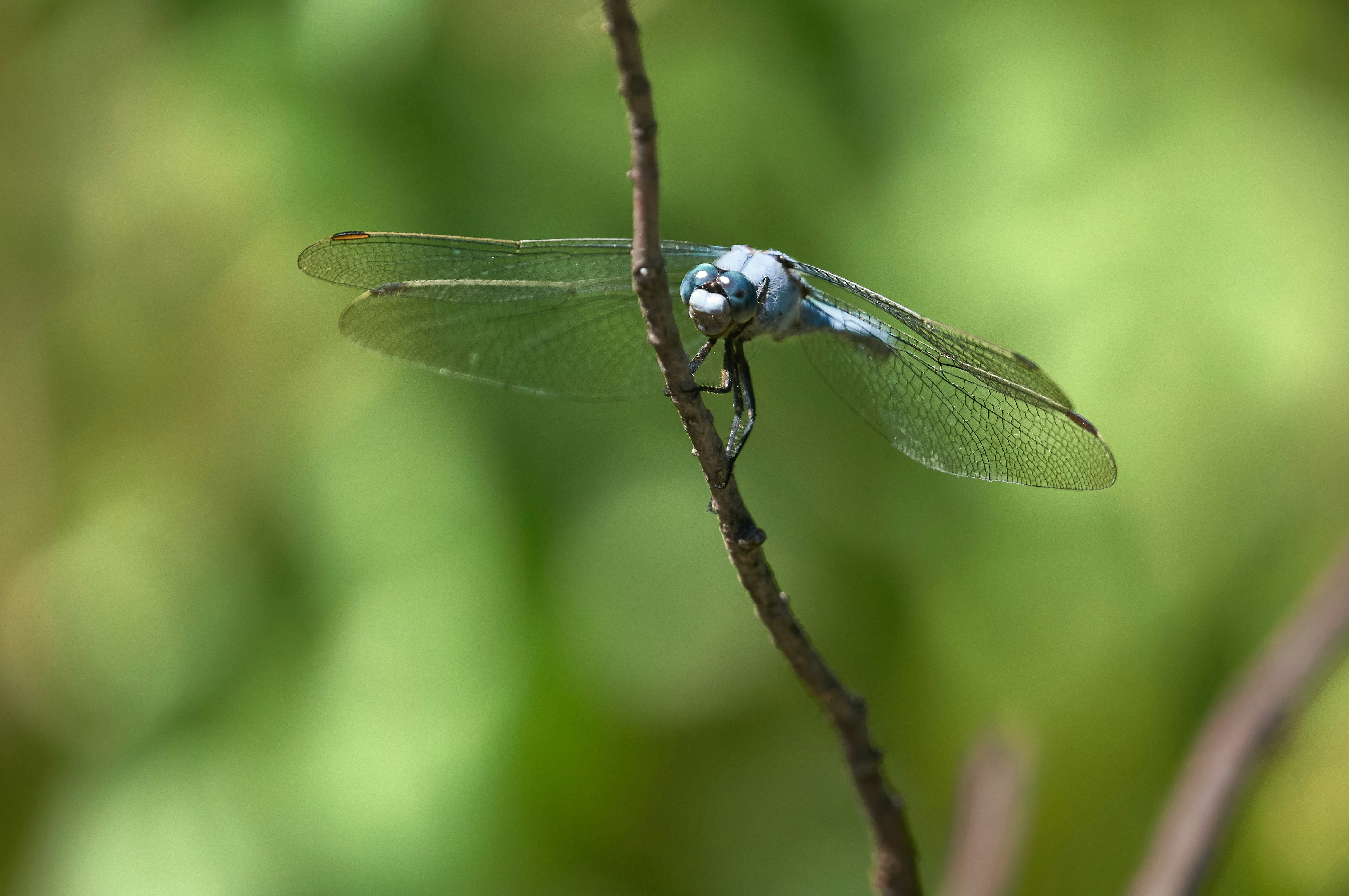 Photo by wolfgang_hasselmann