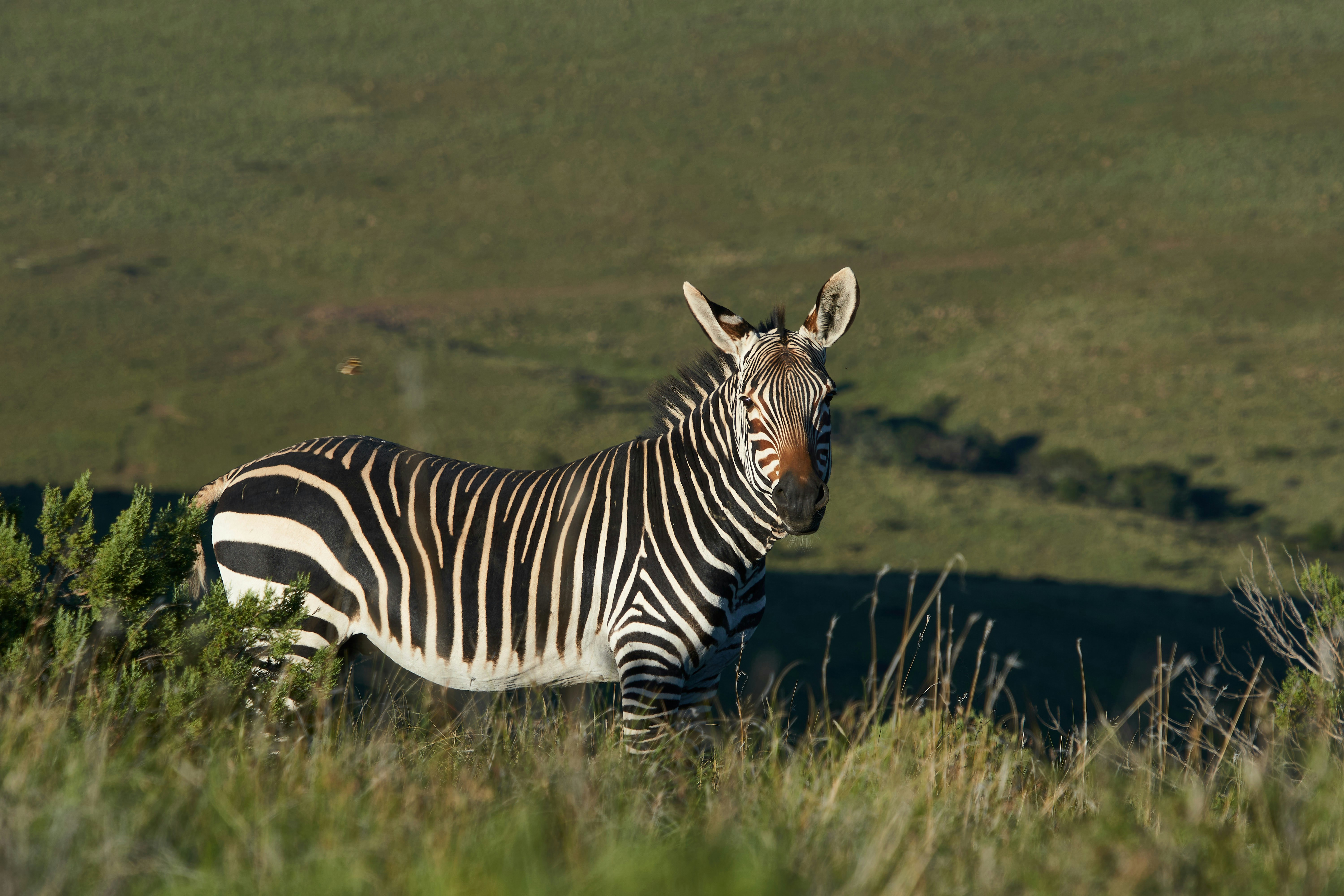 Photo by wolfgang_hasselmann