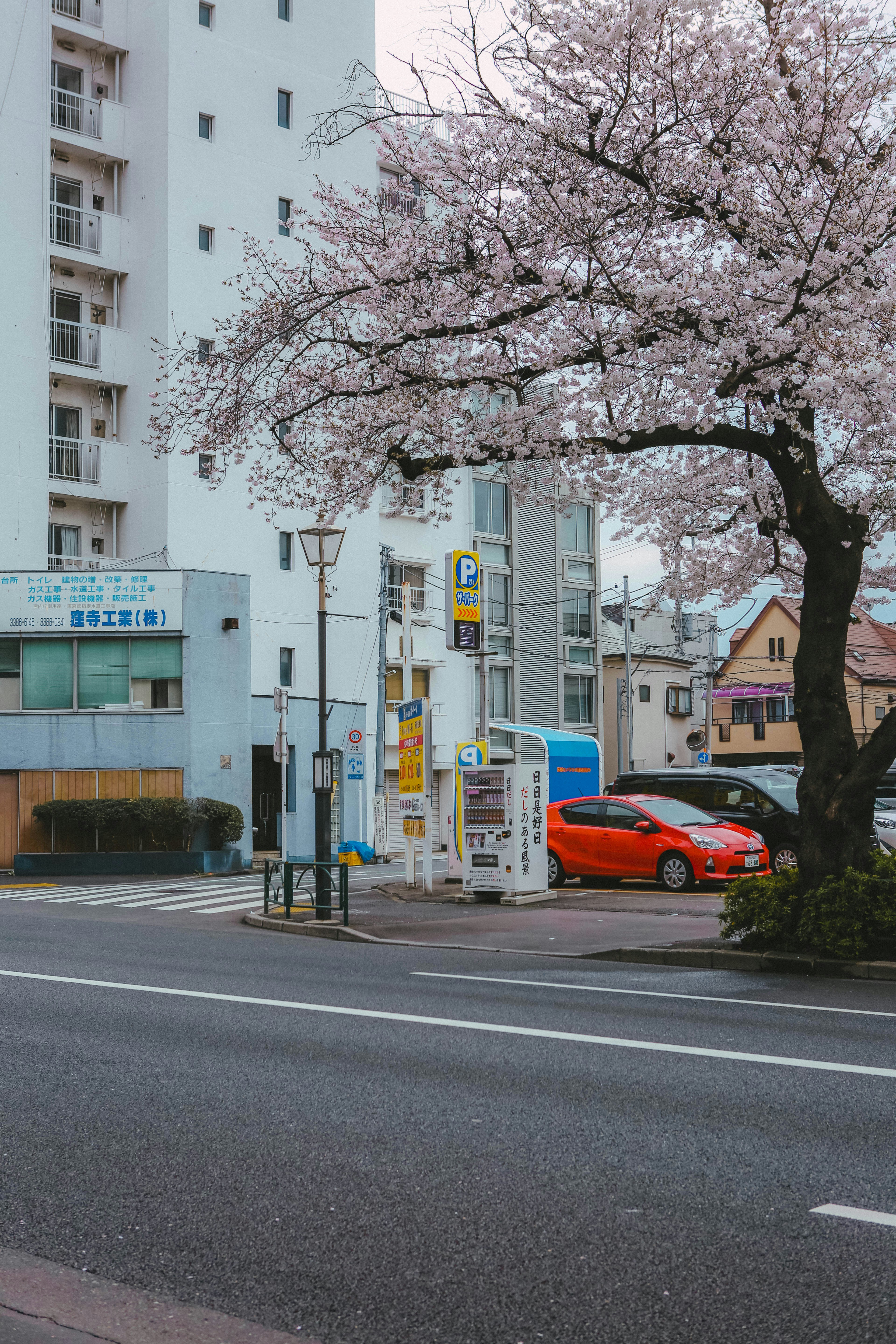 cherry blossom wallpaper car, wallpaper, Cherry Blossoms & JDM Cars: A Stunning Aesthetic 6