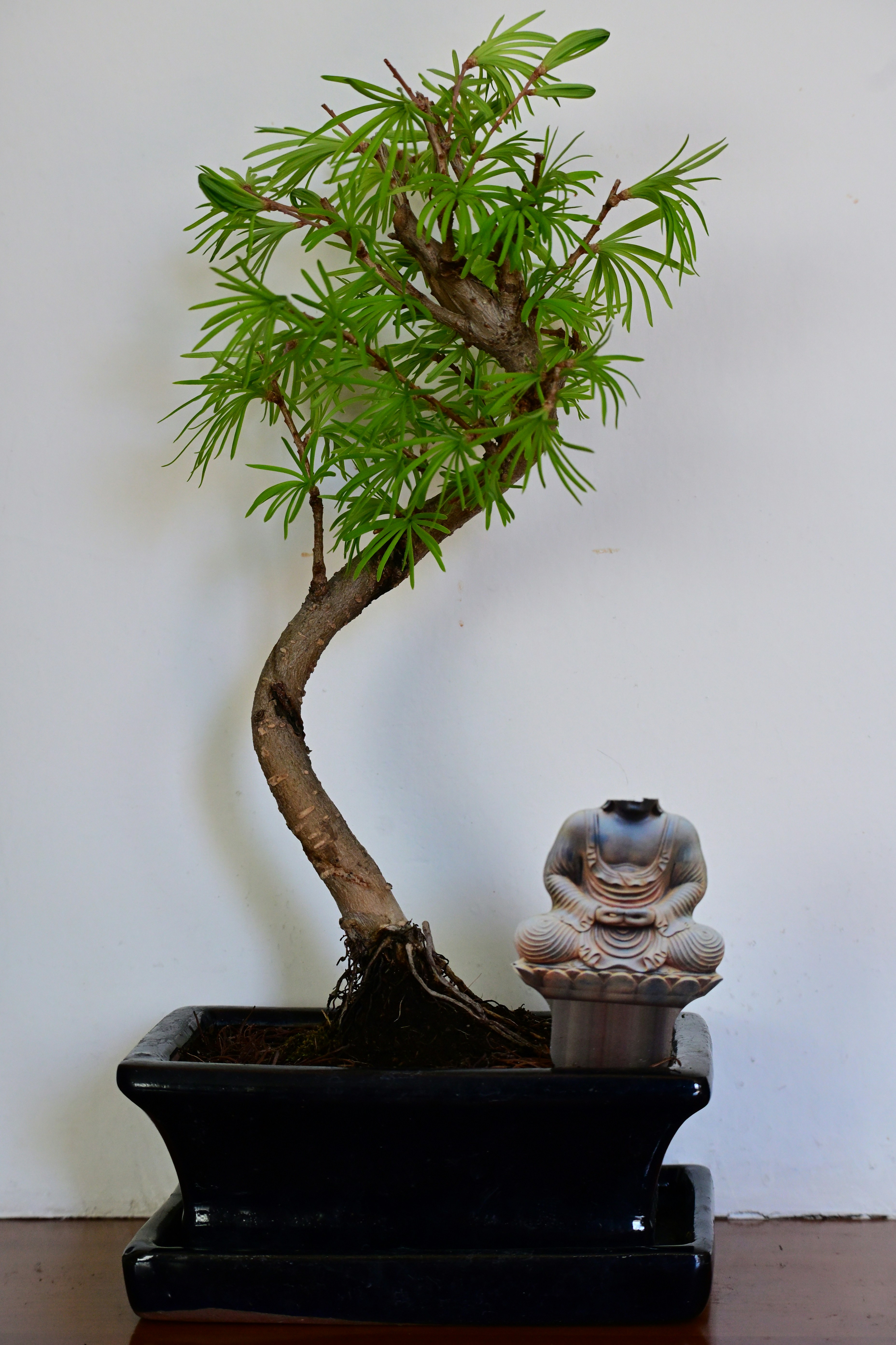 The image features a Podocarpus bonsai tree, also known as a Buddhist Pine, next to a headless Buddha statue. 