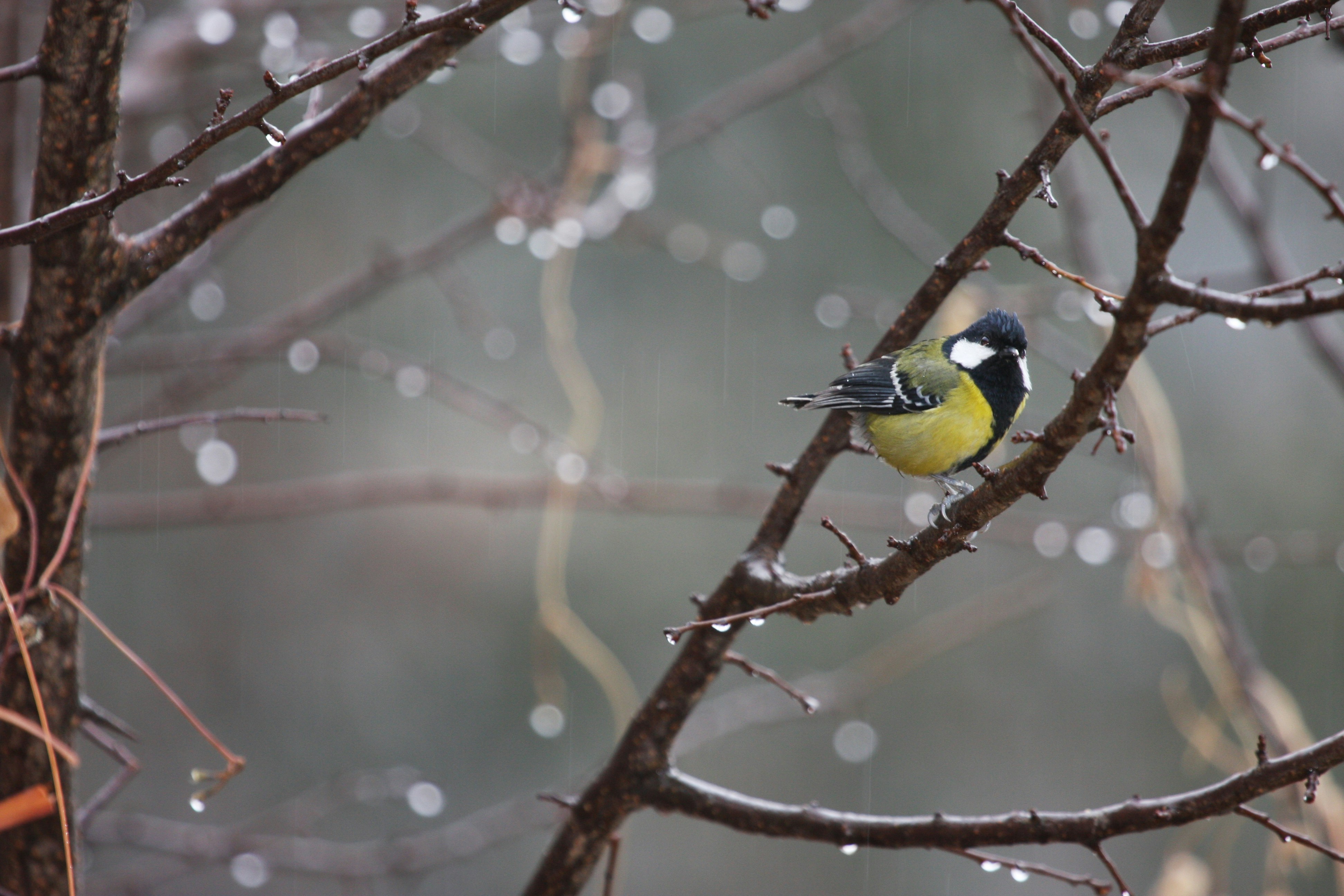 Photo by suyashbatra