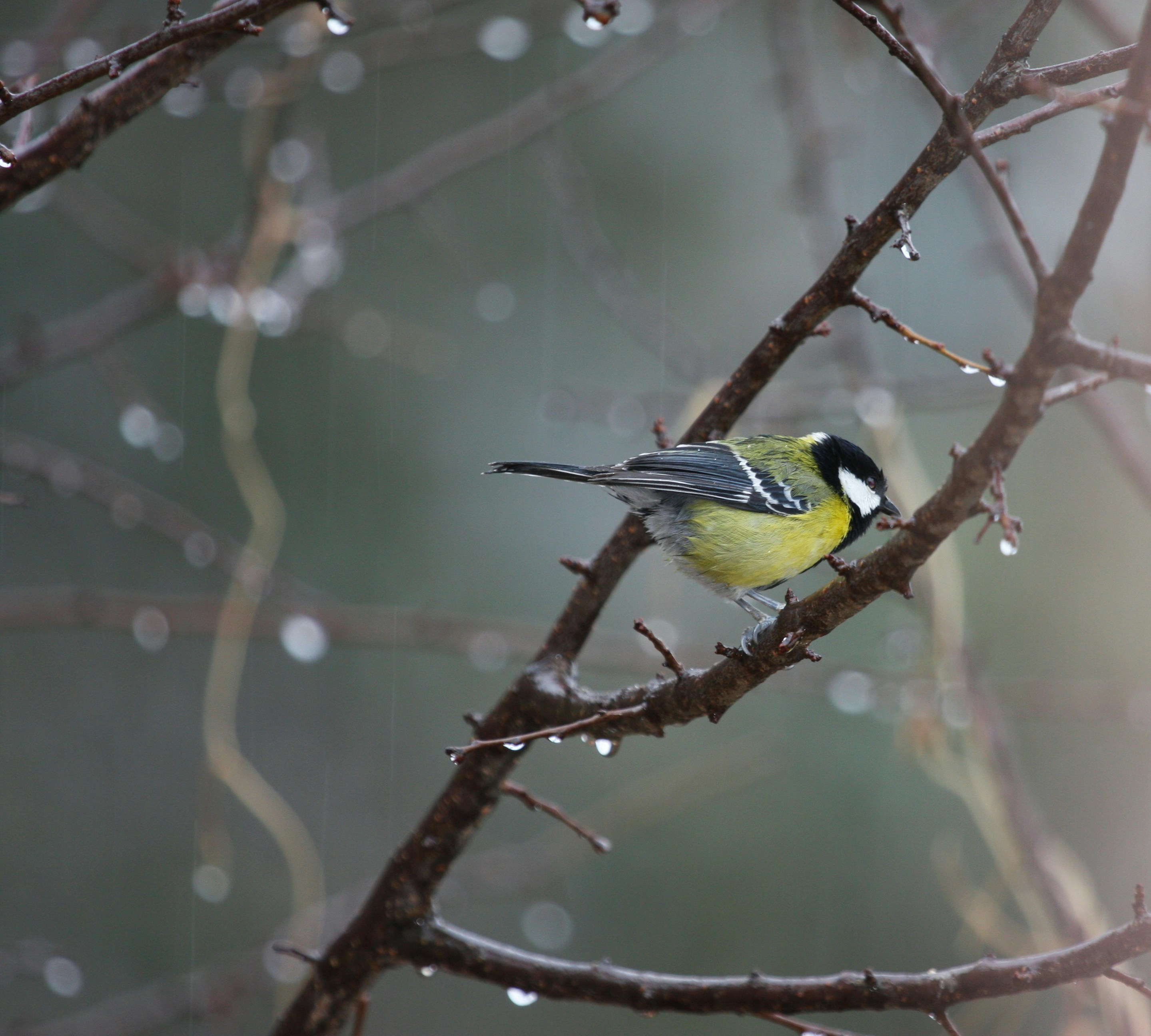 Photo by suyashbatra