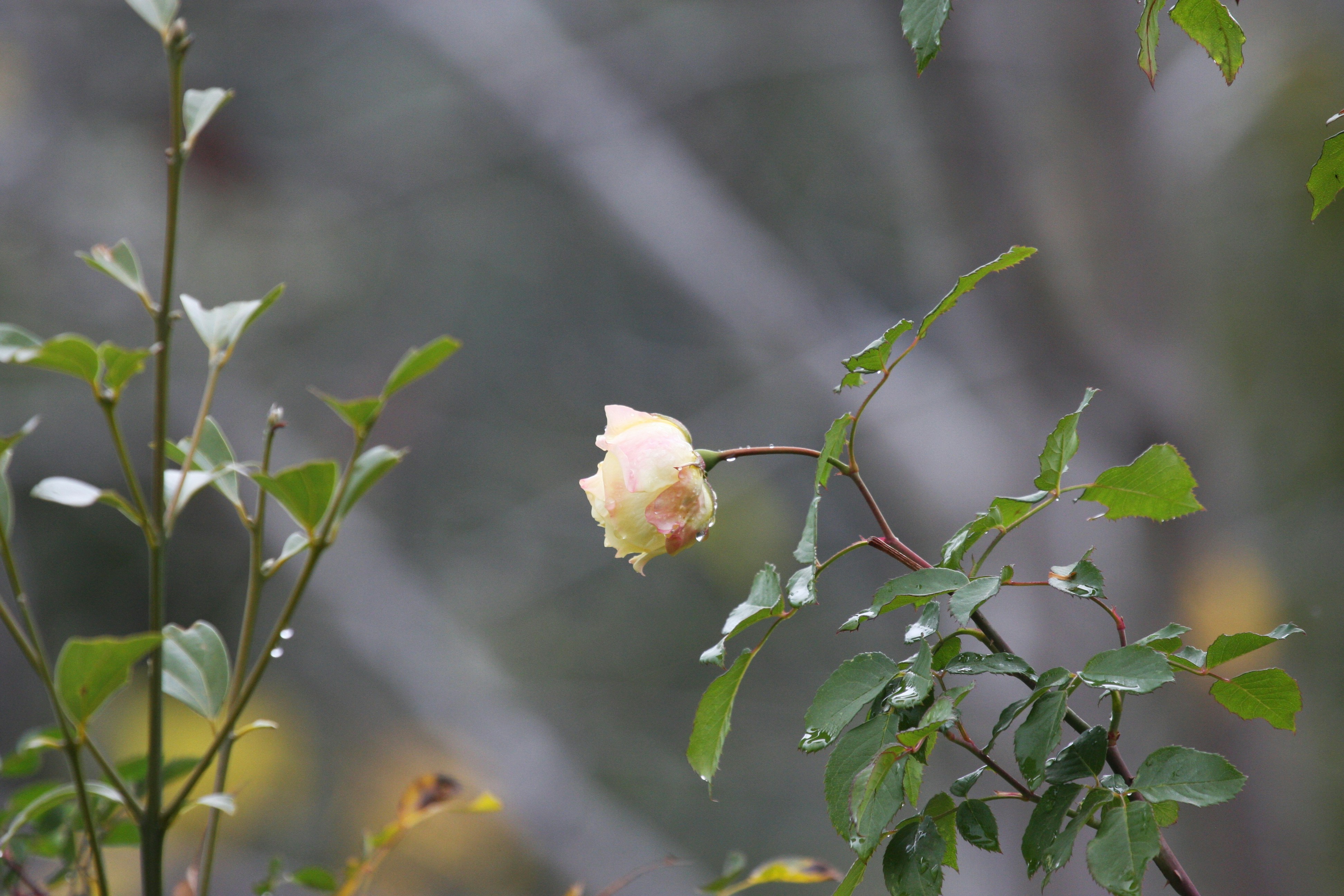 Photo by suyashbatra