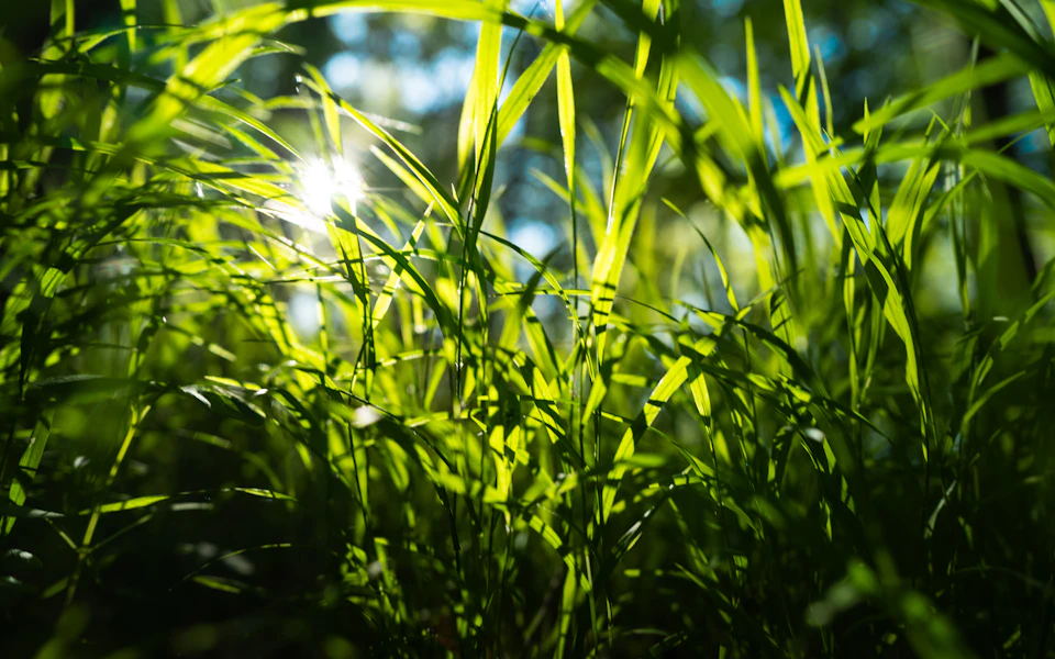 The image depicts a serene scene of a field filled with tall, lush green grass. The sun is shining brightly from the top right corner, casting a warm glow on the scene and highlighting the vibrant green color of the grass. The perspective of the photo is taken from below, looking up at the towering blades of grass that fill most of the frame. This unique viewpoint creates an interesting contrast between the viewer's eye level and the height of the grass, adding depth to the image.
