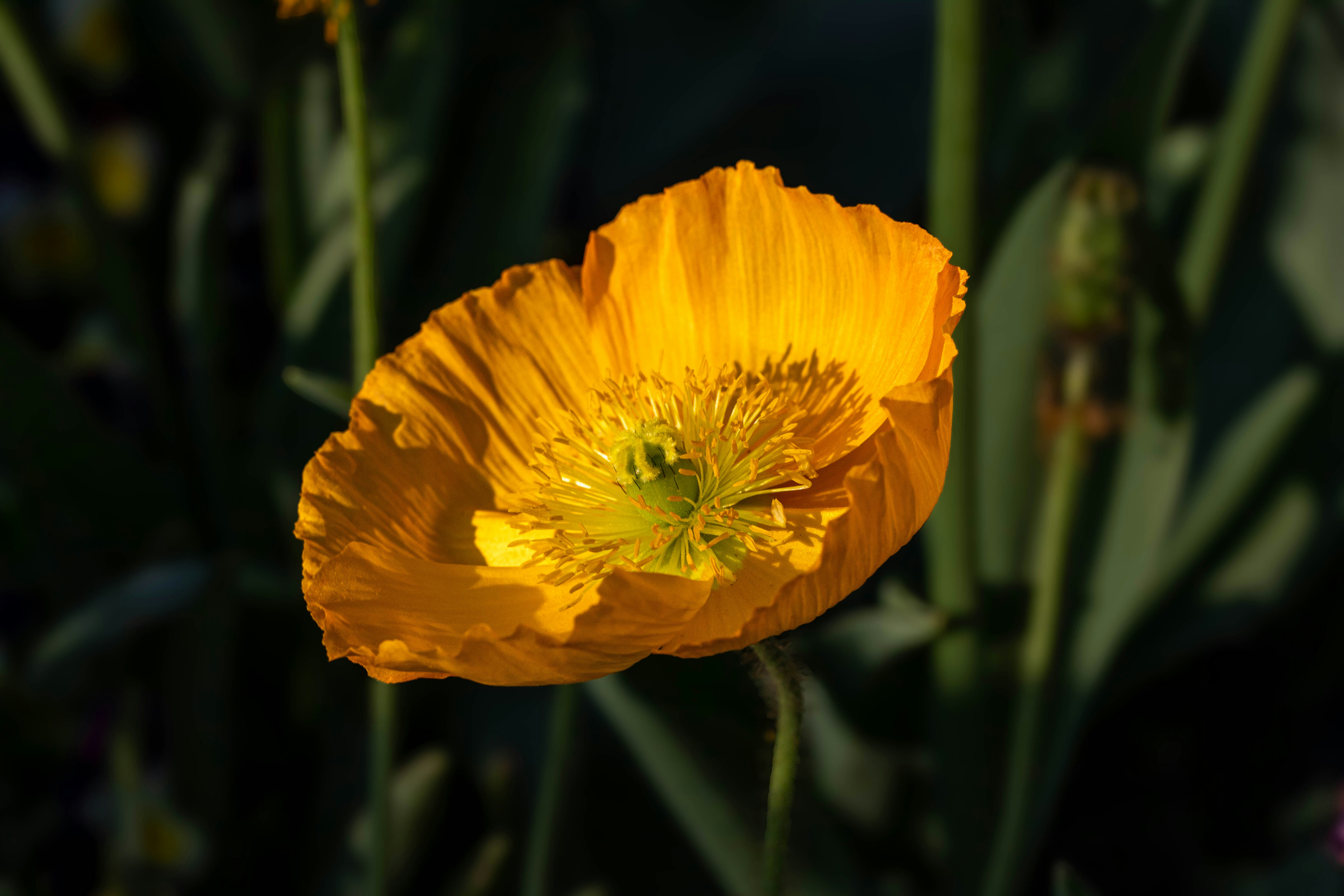 Yellow Korner Fleurs De Pavot 60×80 Fleurs De Pavot, Fleurs