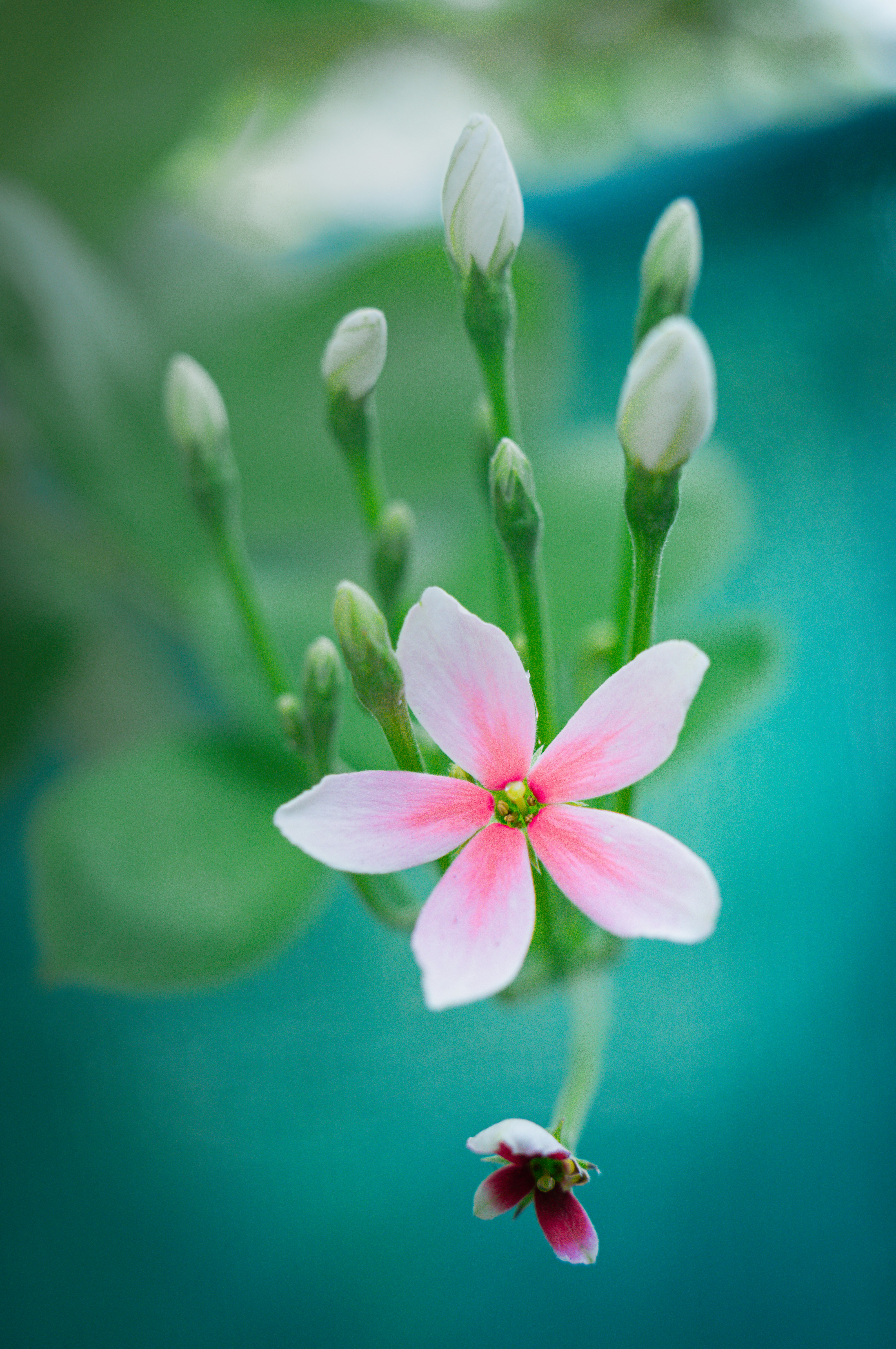 Delicate pink flower blooming with buds.