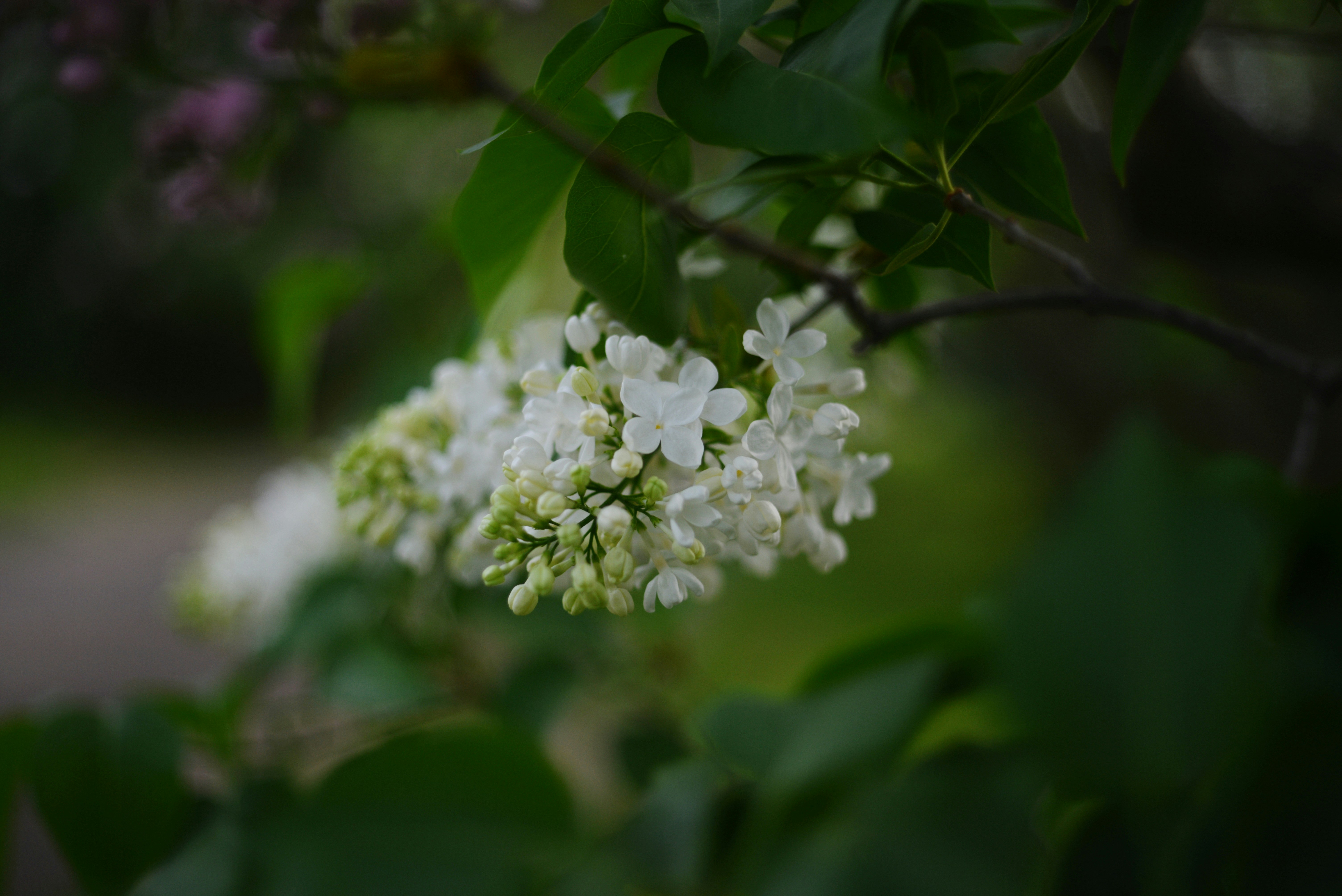 Photo by cherstve_pechivo