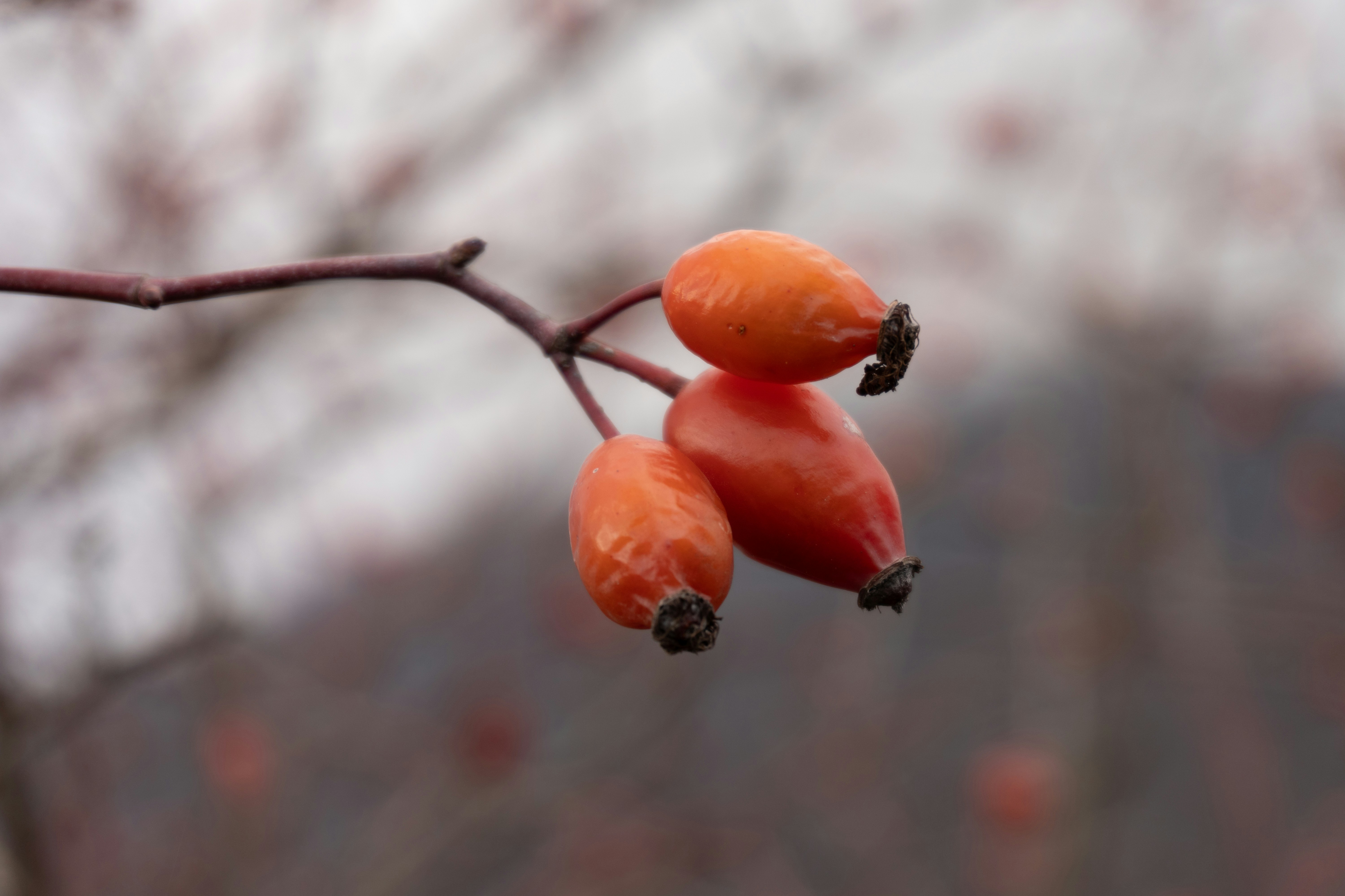 Photo by zulfugarkarimov