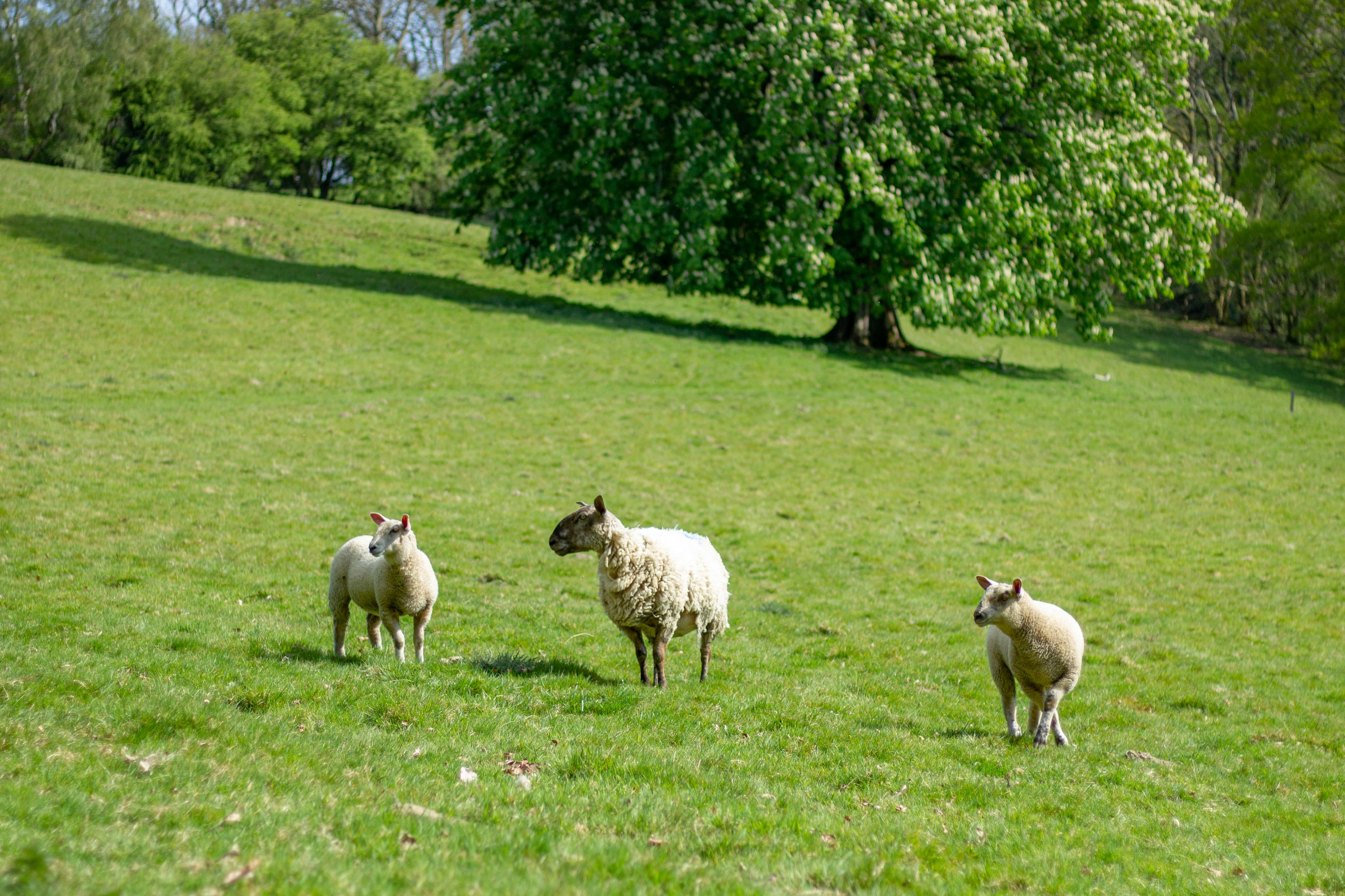 Photo by isaacwithers