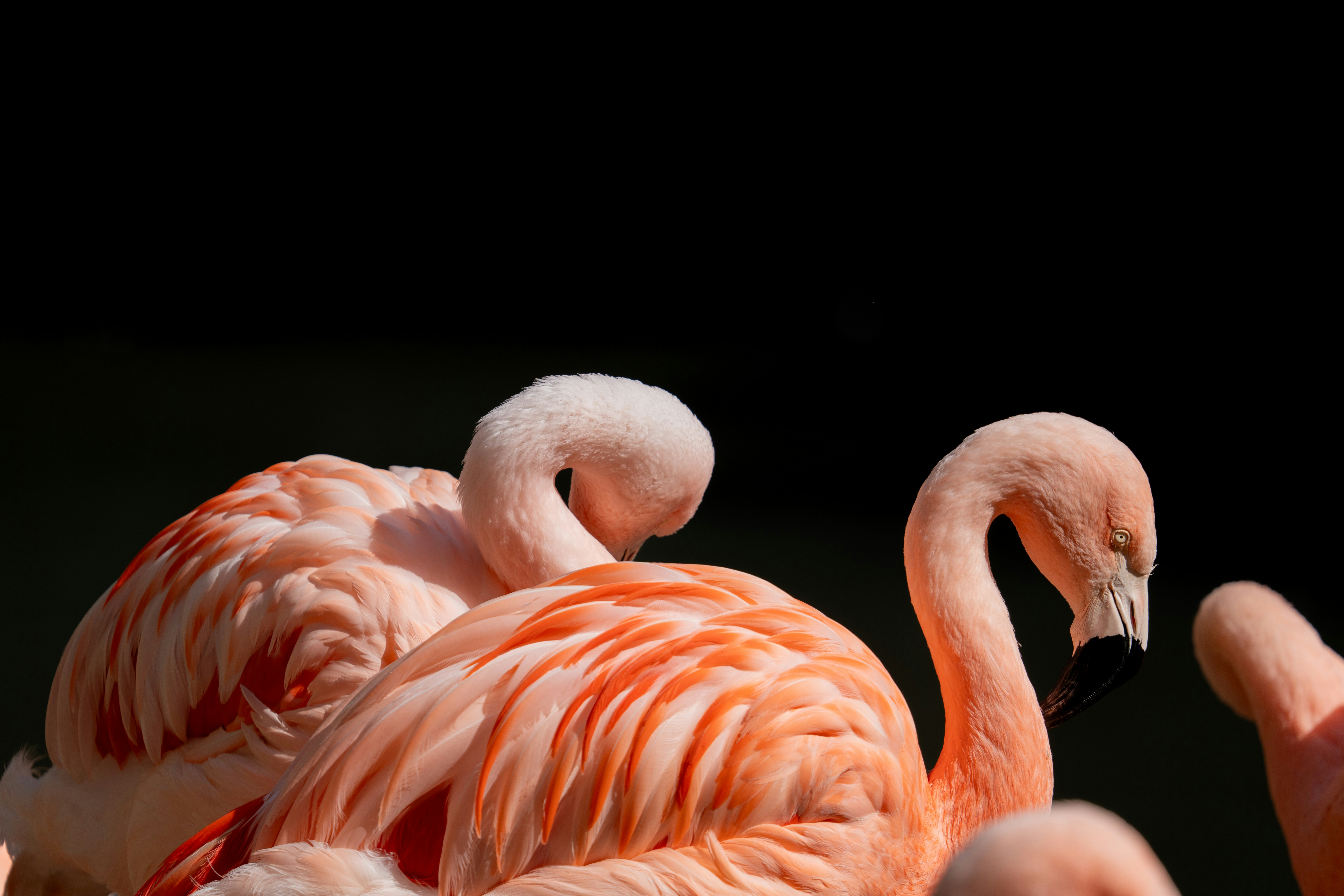 Photo by robertschwarz