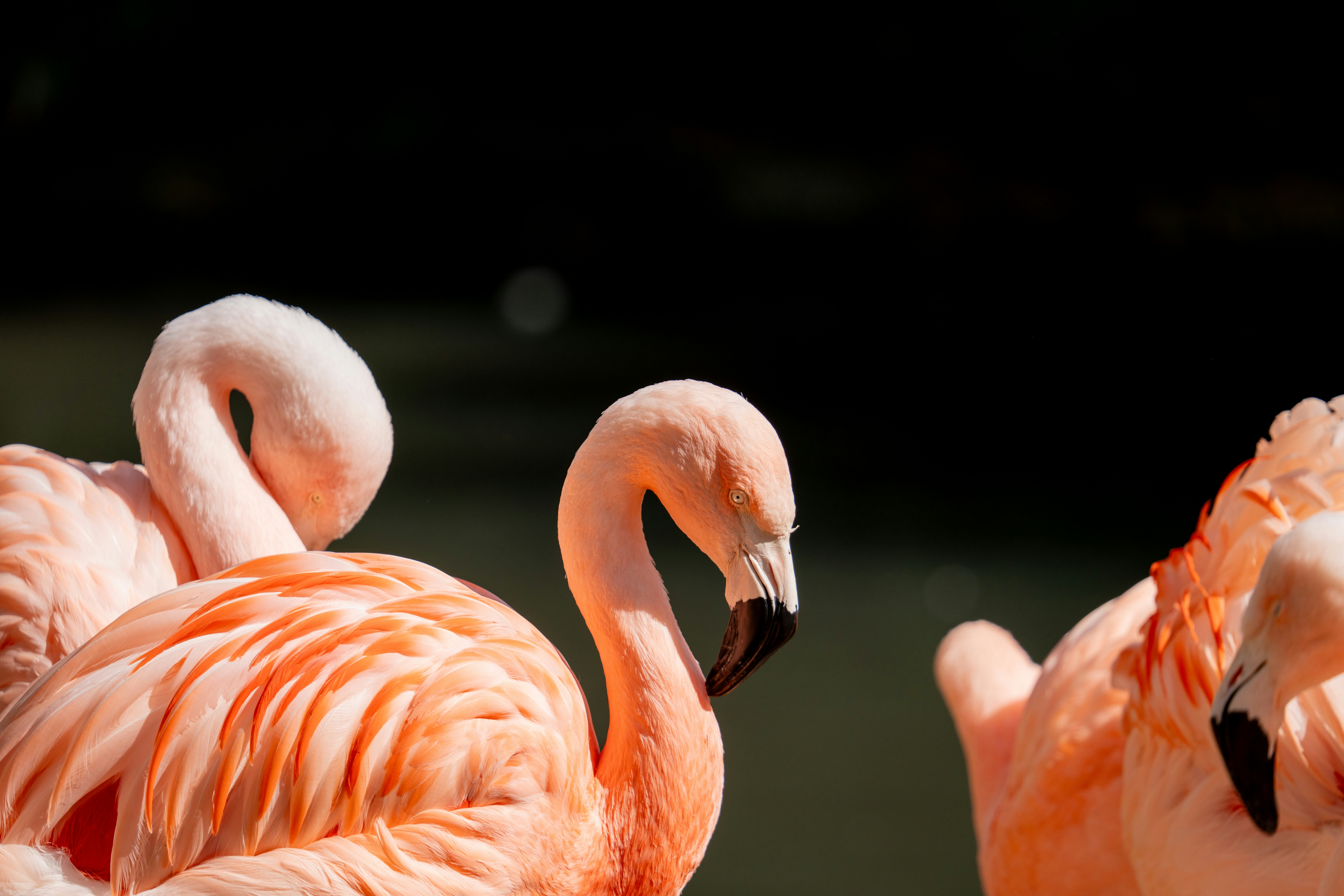 Photo by robertschwarz