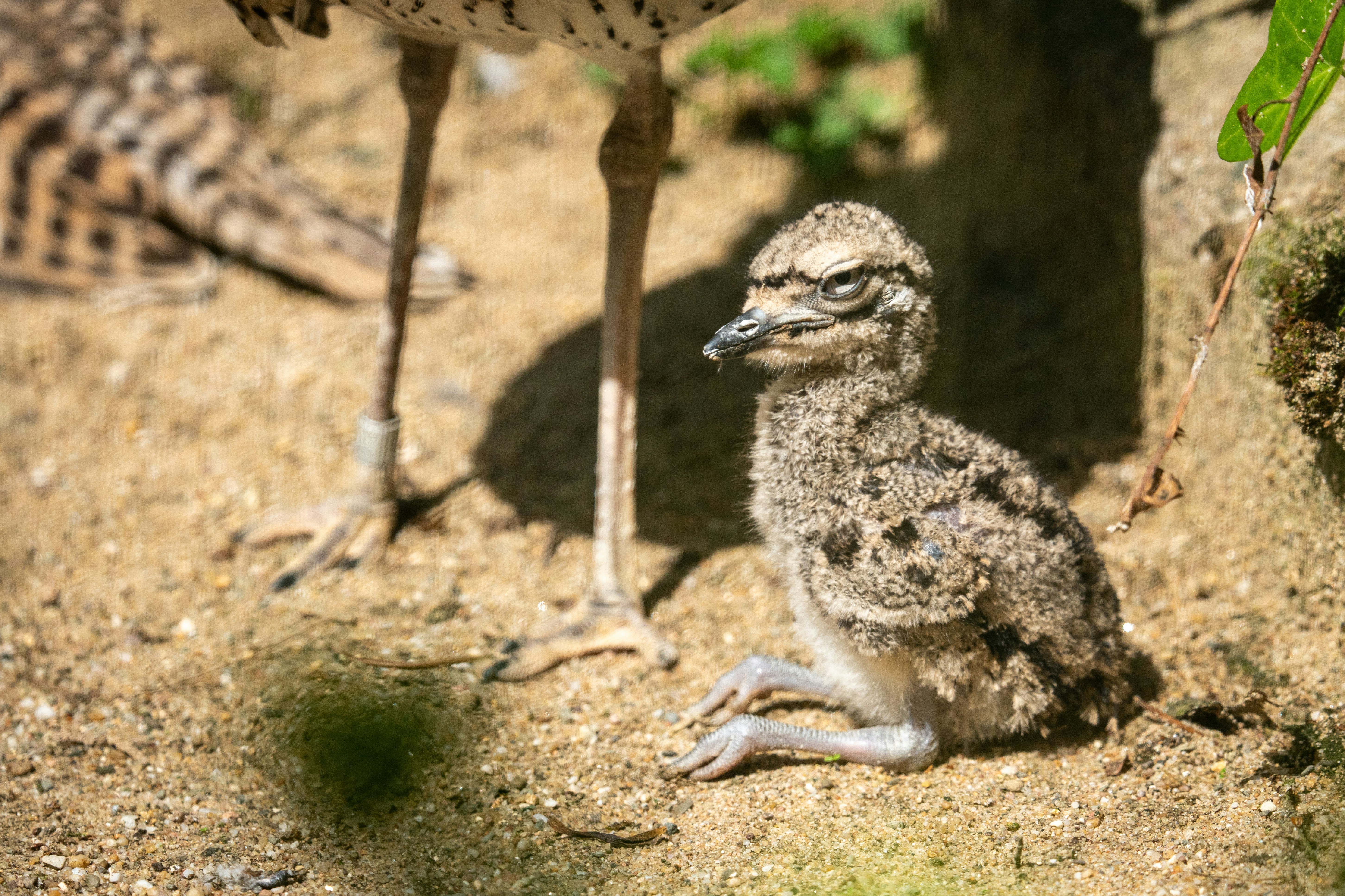 Photo by robertschwarz