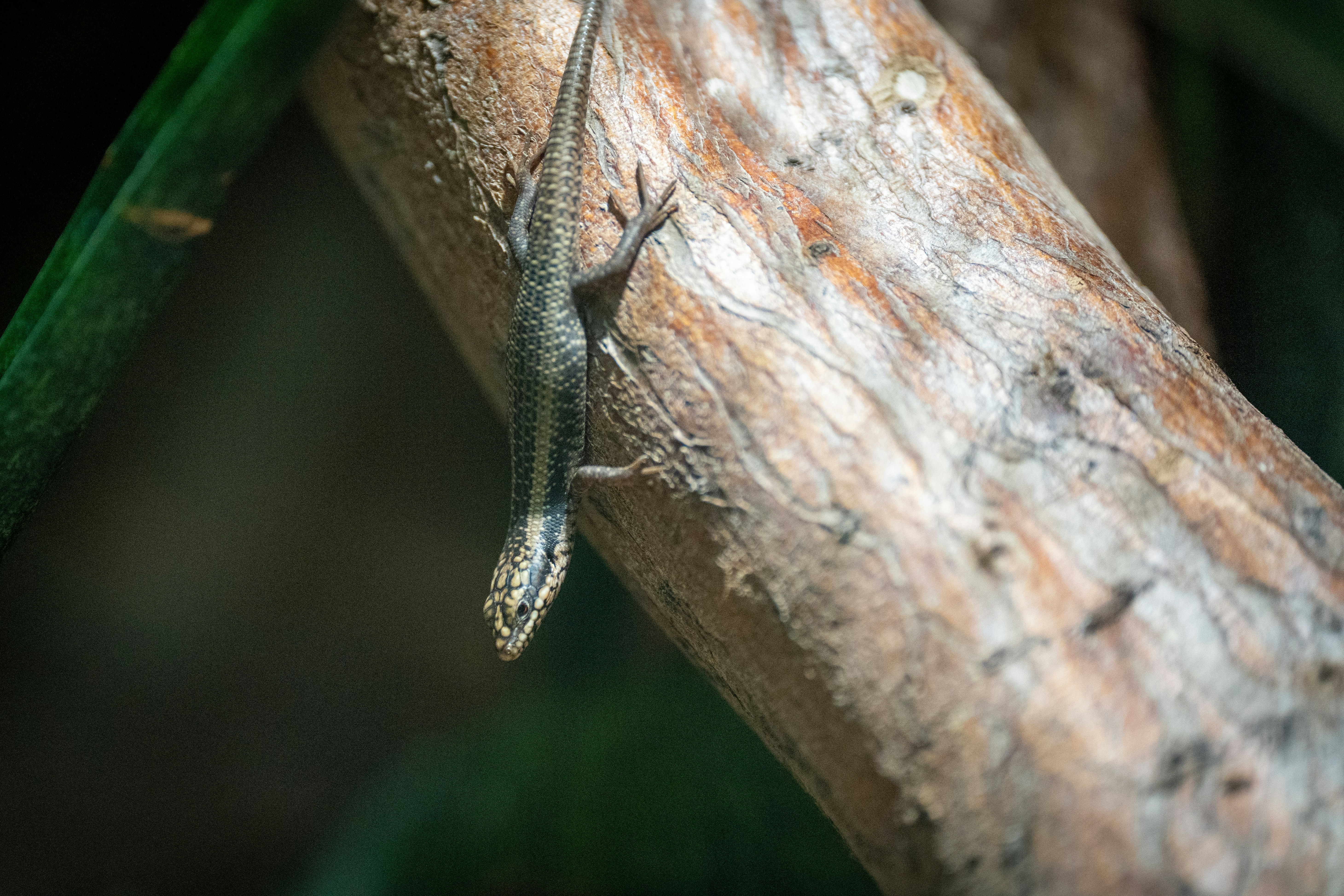 Photo by robertschwarz