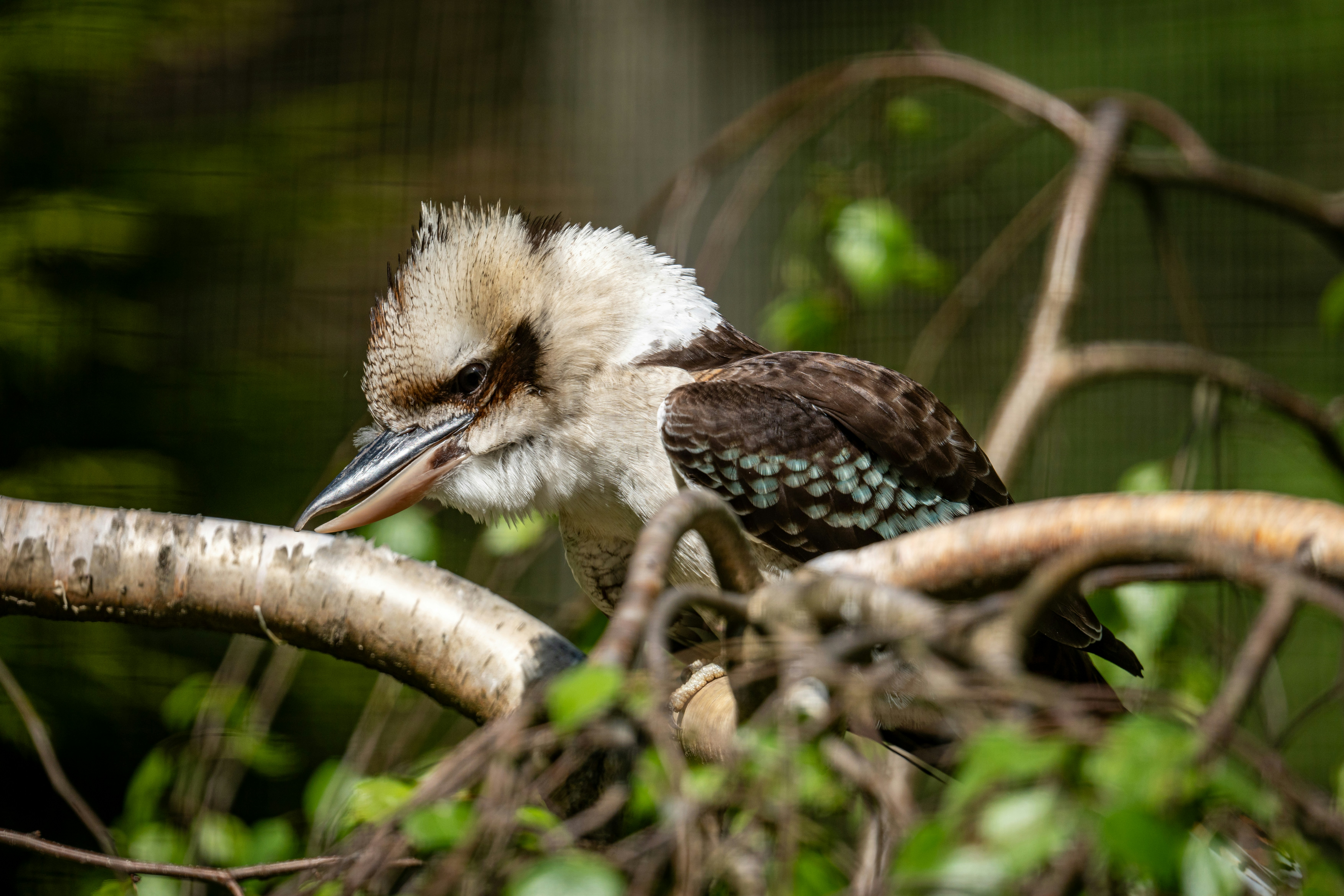 Photo by robertschwarz