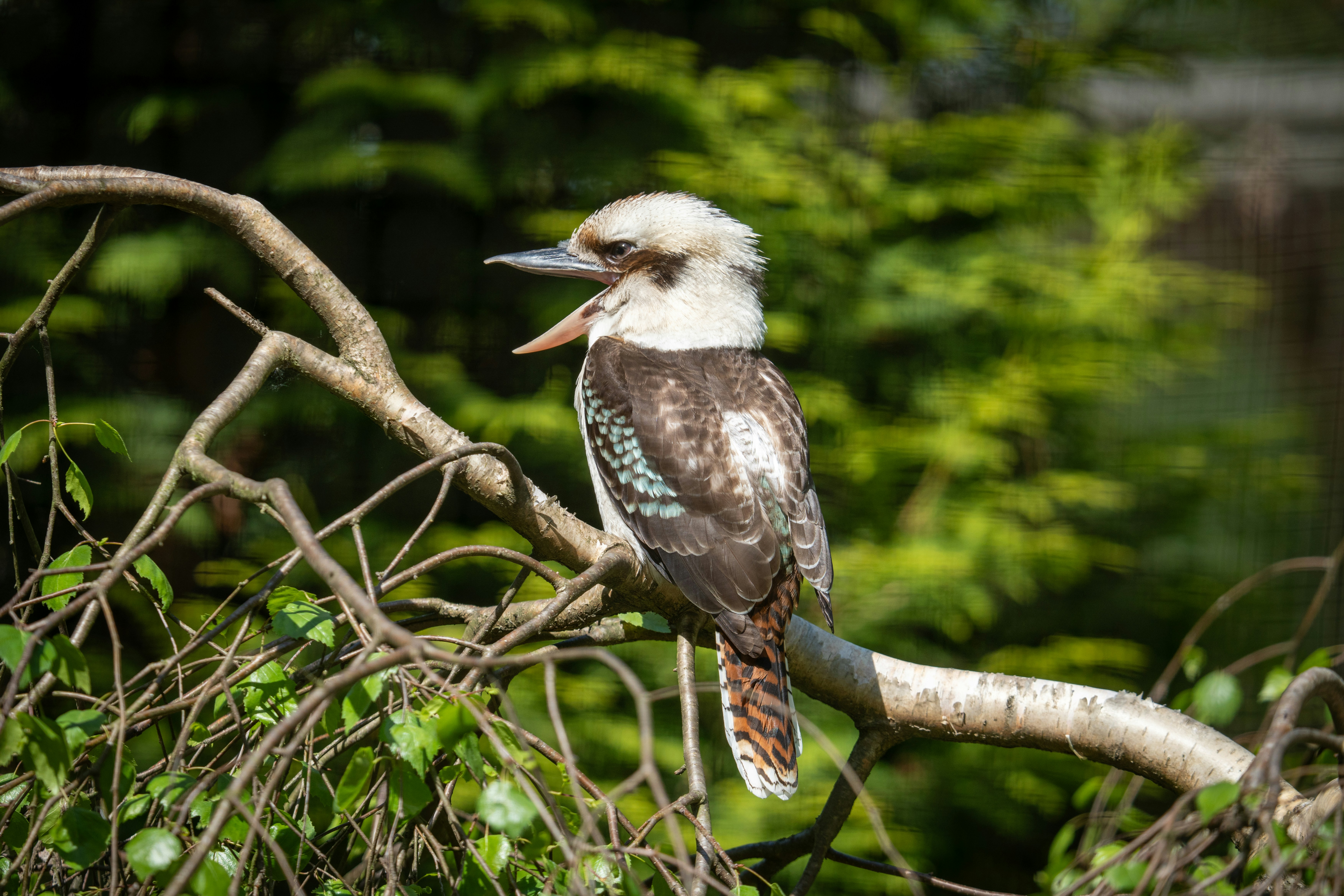 Photo by robertschwarz