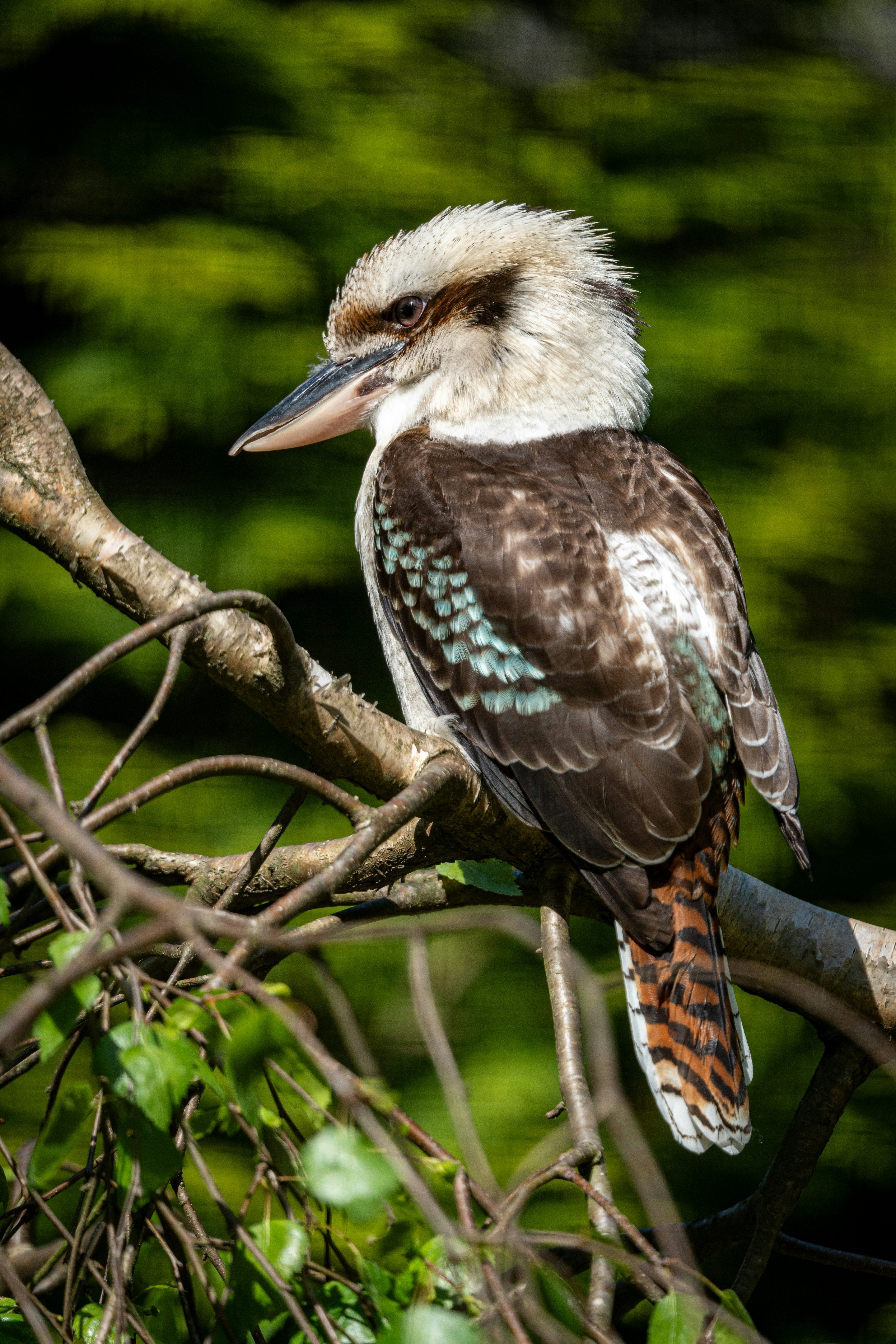 Photo by robertschwarz