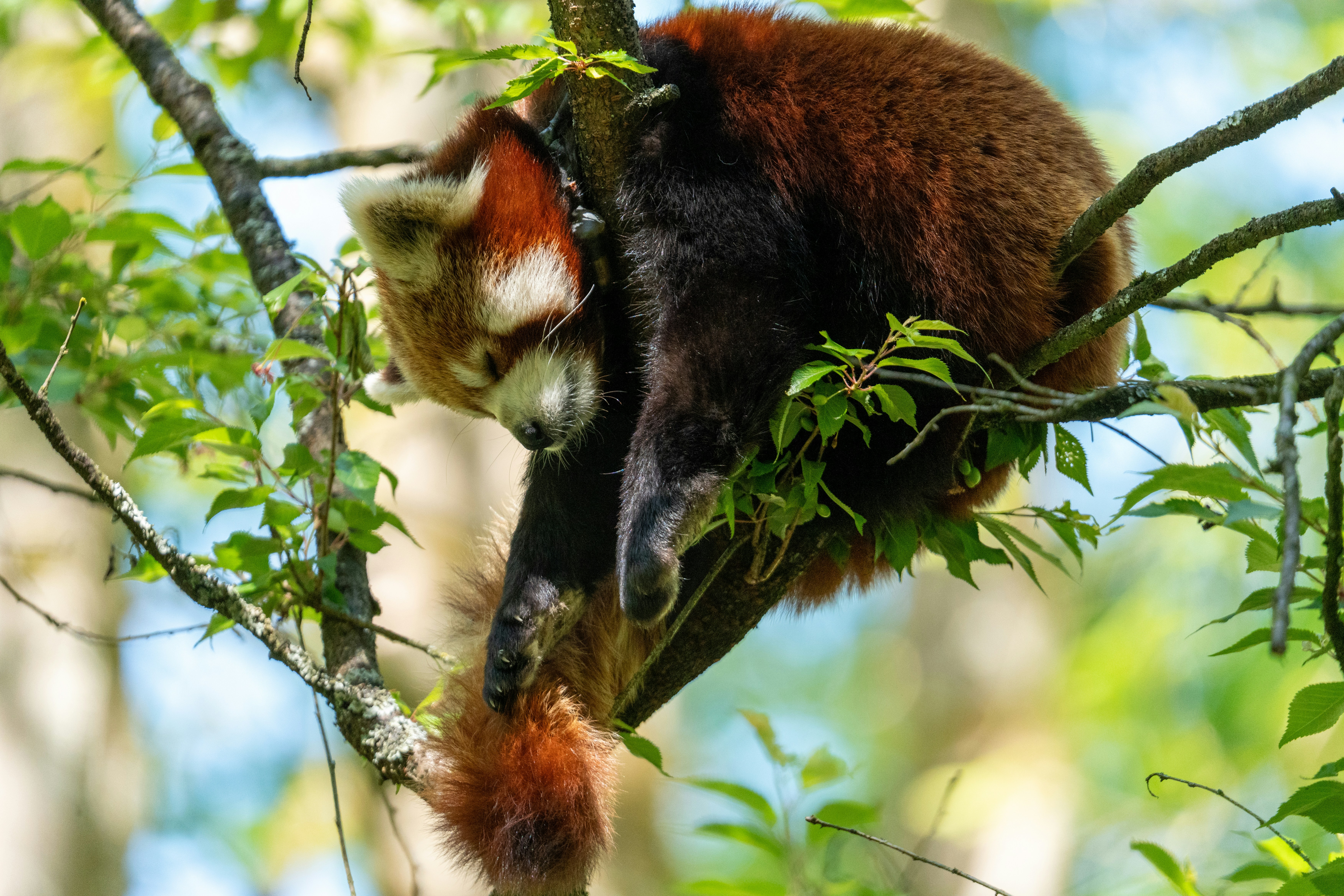 Photo by robertschwarz