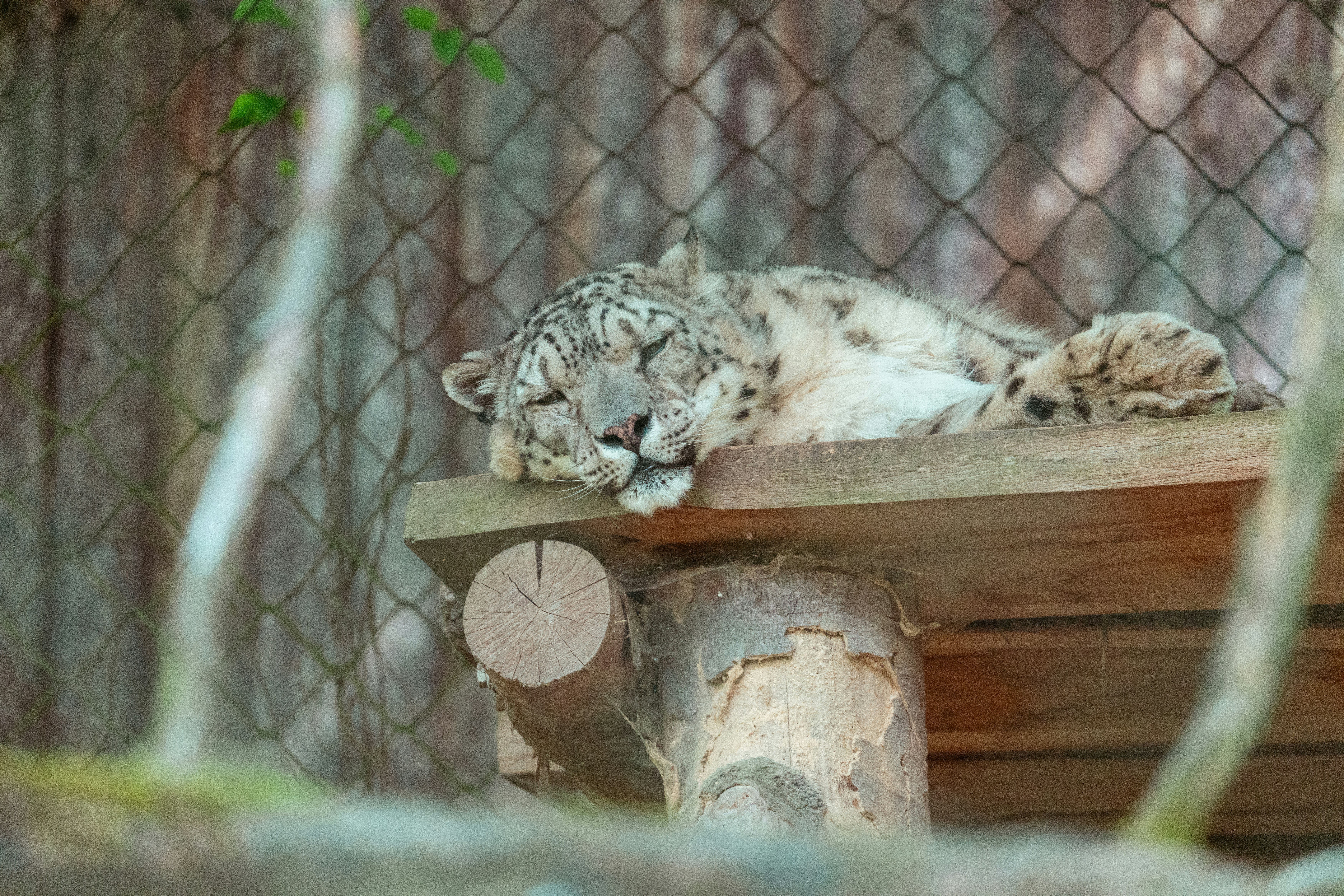 Photo by robertschwarz