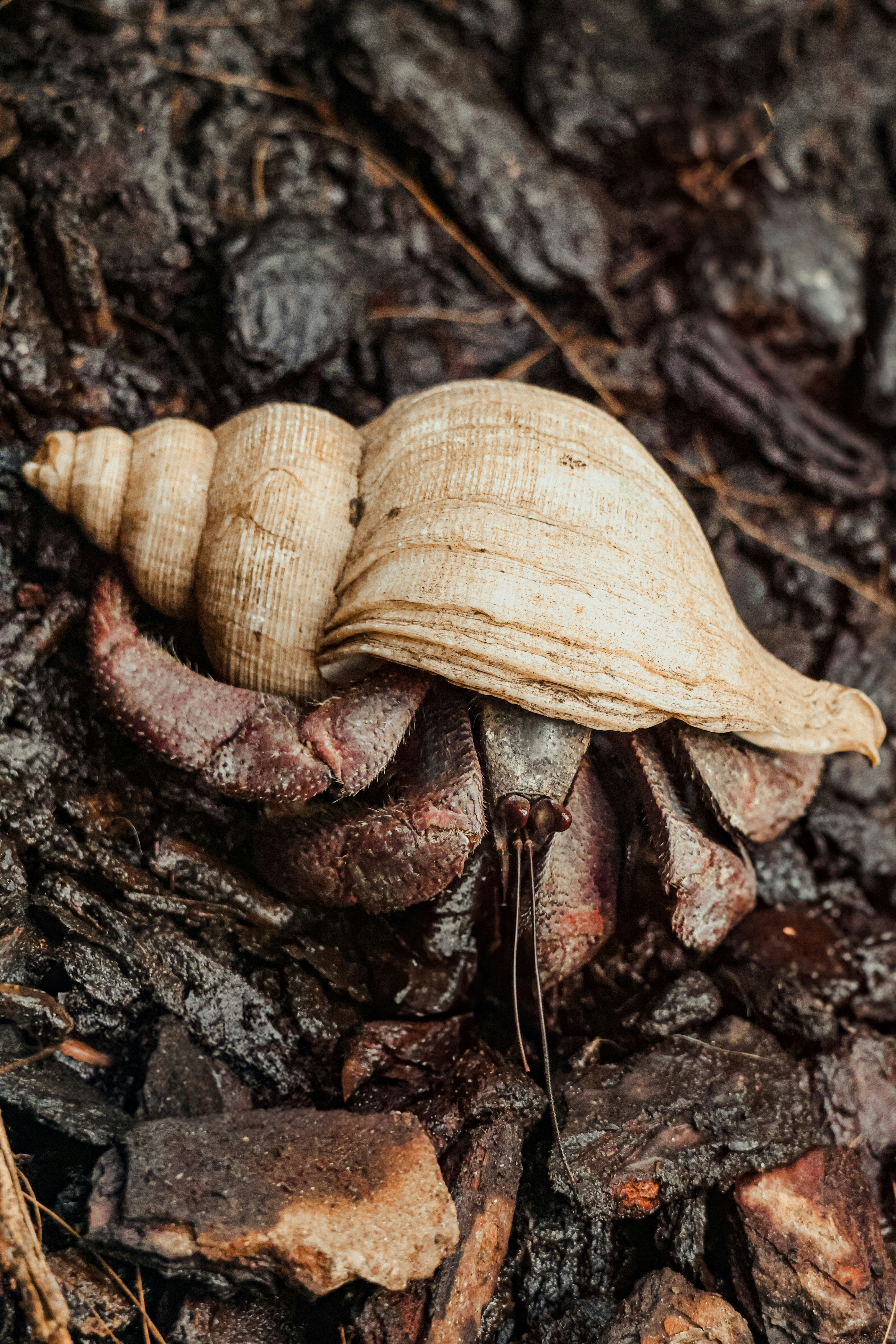 A hermit crab inside its shell.