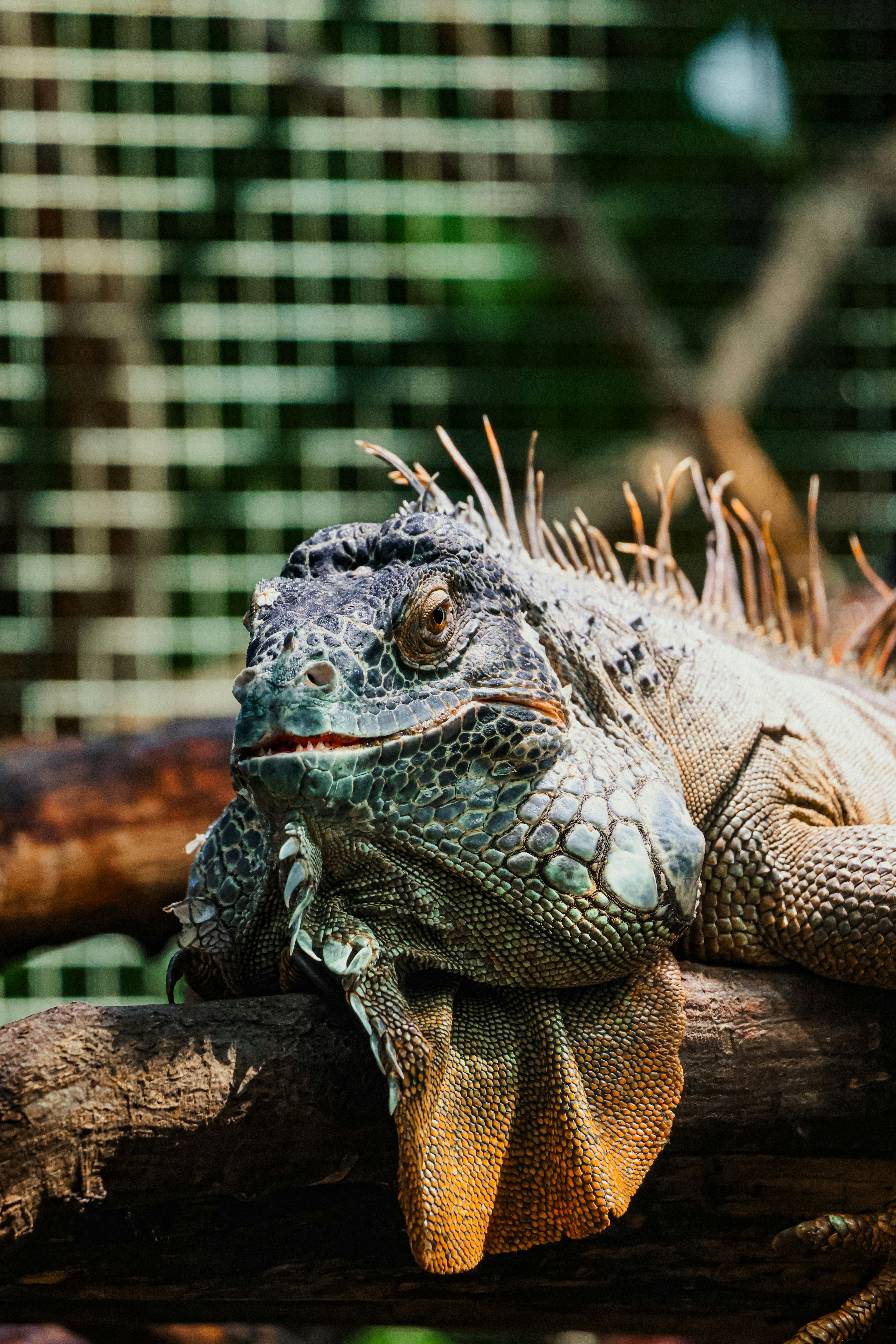 An iguana is perched on a tree branch.