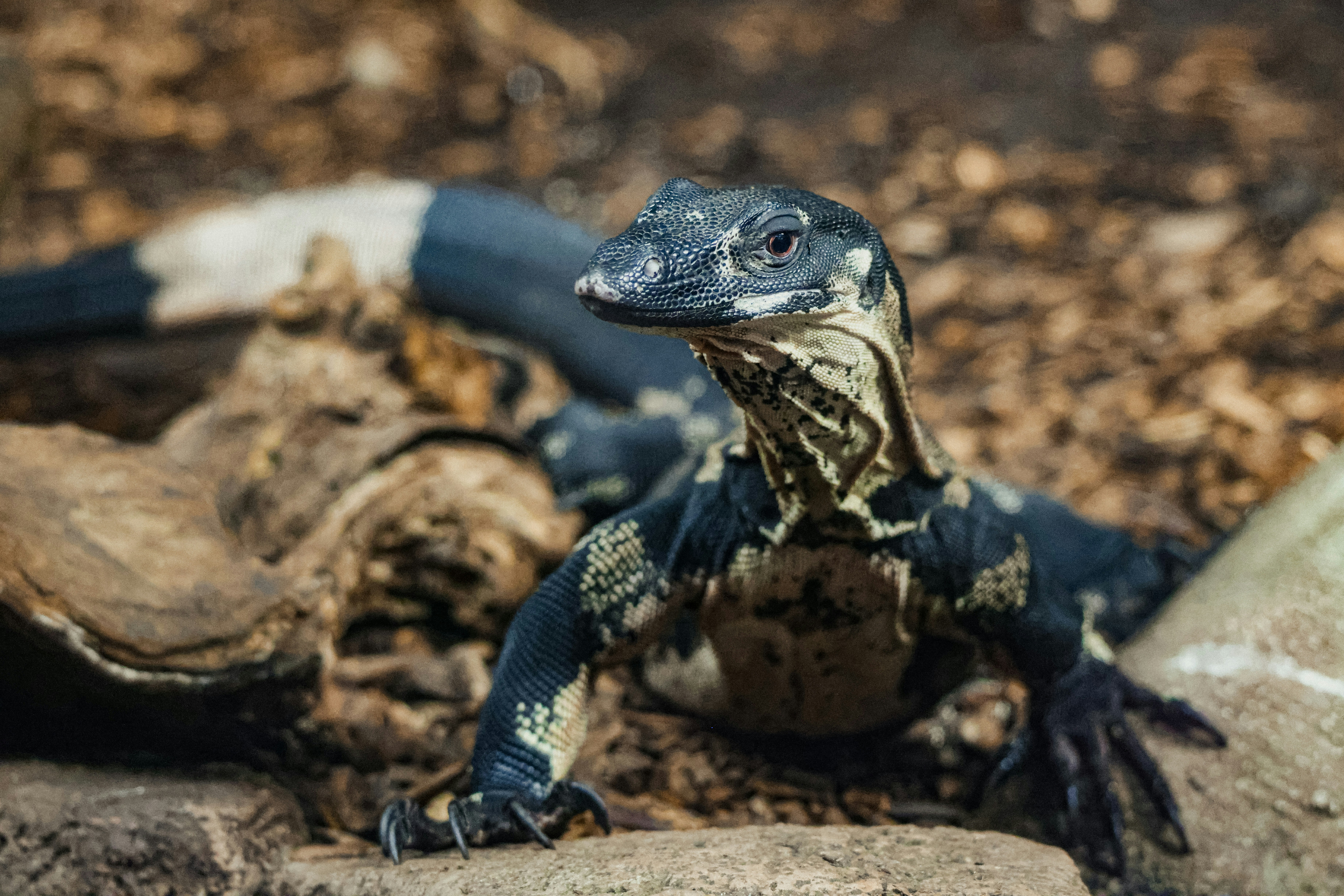 A monitor lizard rests among some logs.