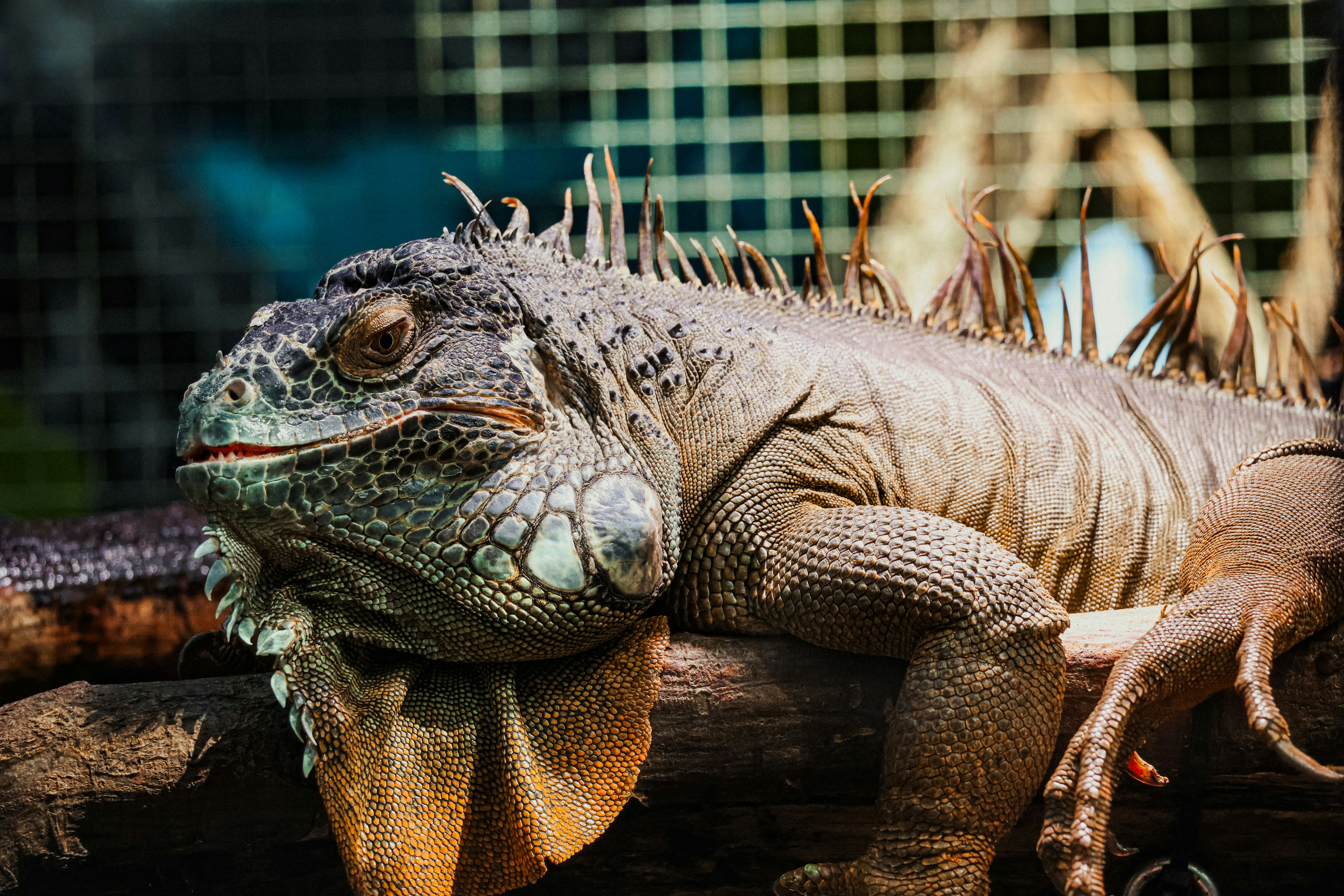 Photo by nickkarvounis