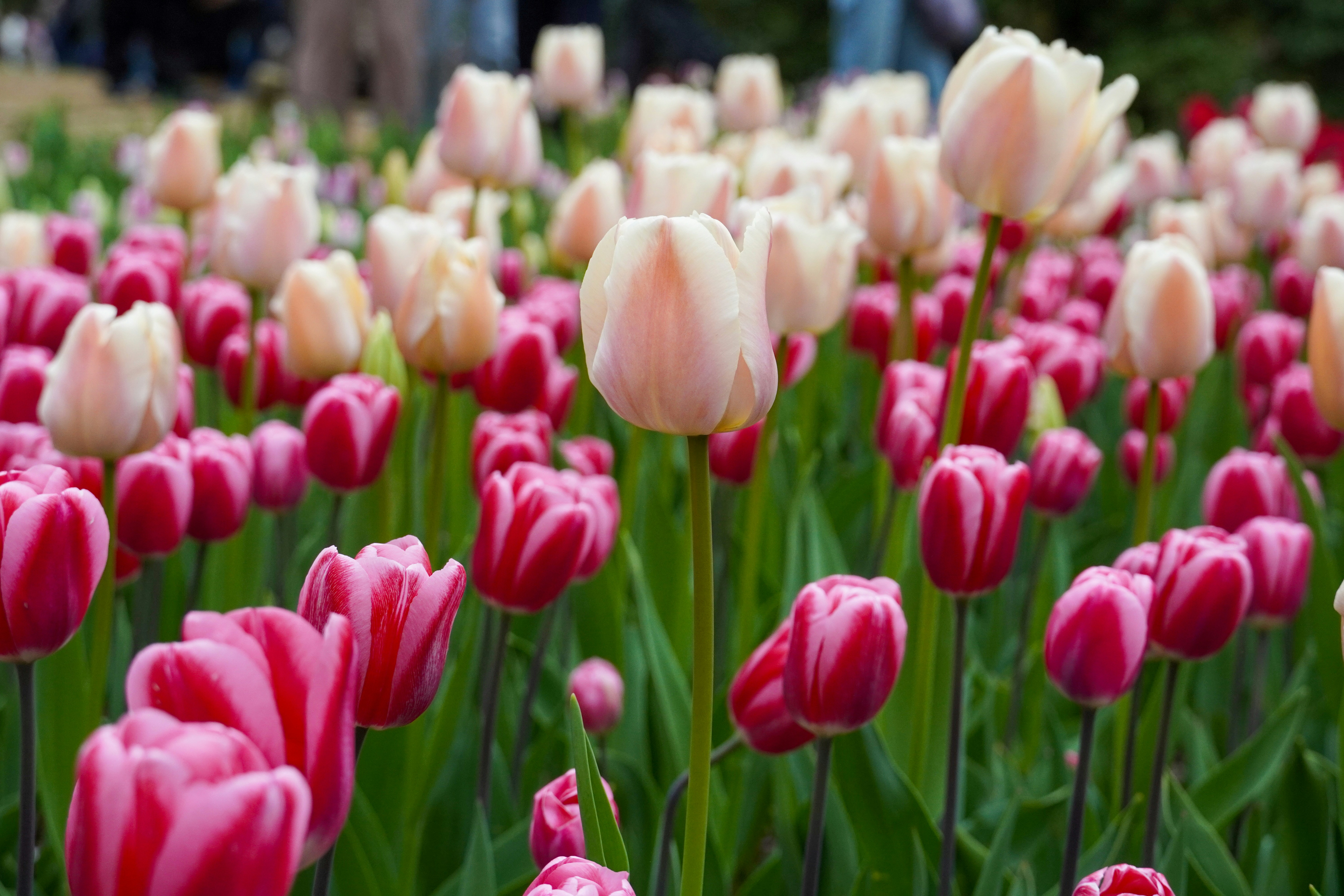 Photo by dsnphotography